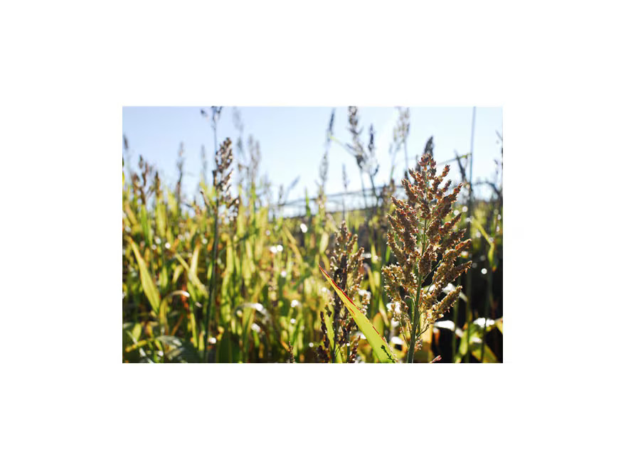BioLogic Blind Spot Food Plot Seed 2 lb