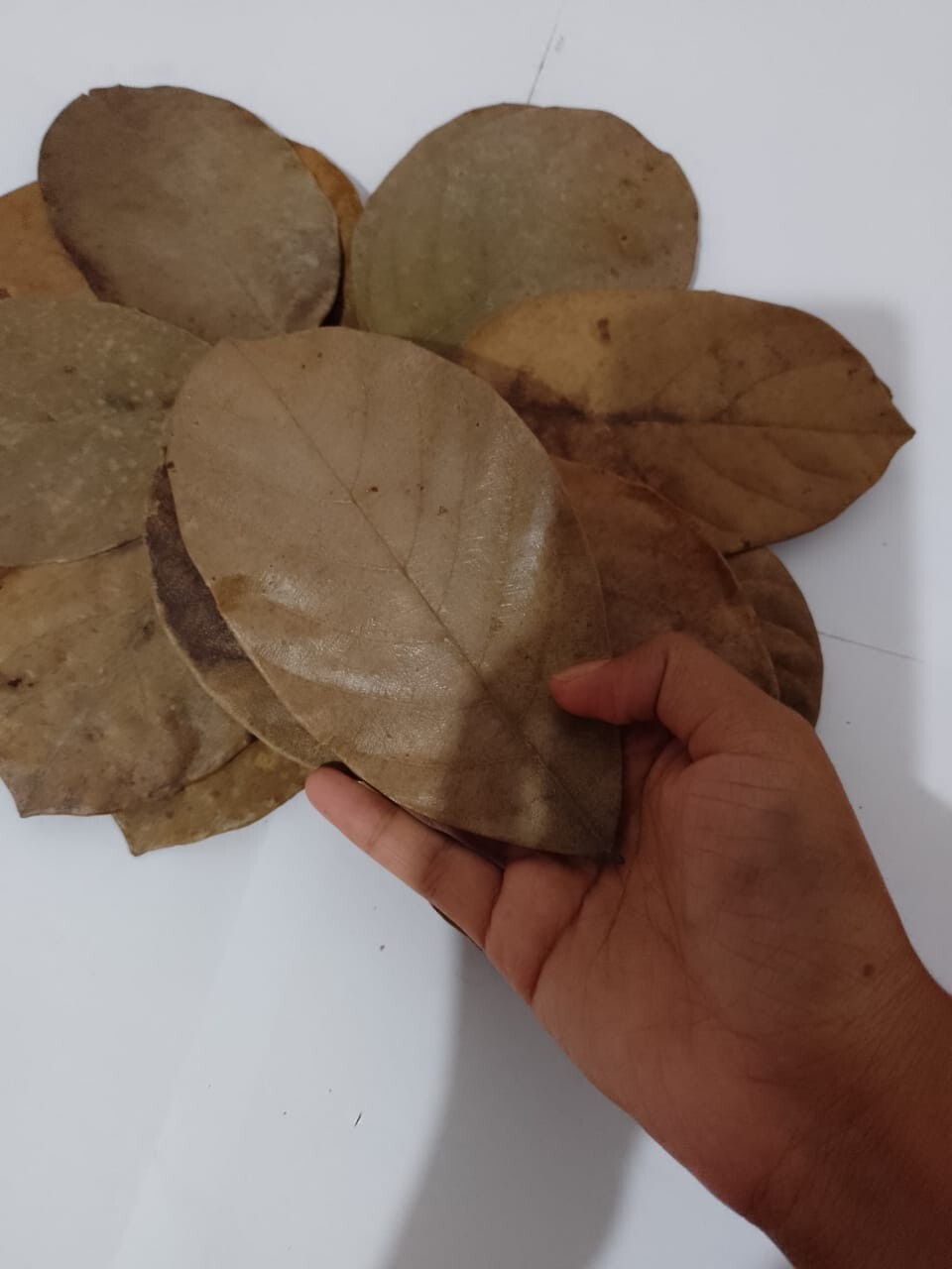 Natural Dried Jack Leaves 60pcs Organic bio shrimp Aquarium free shipping