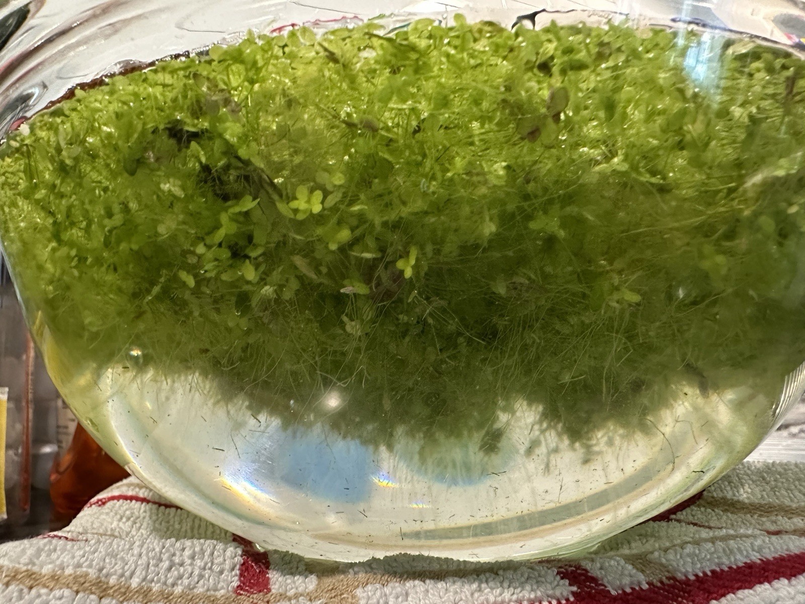 Duckweed Live Freshwater Floating Aquarium Plant Tropical Beginner Species