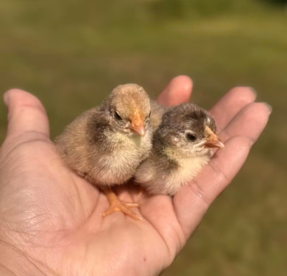 5+ Fertile chocolate serama hatching eggs