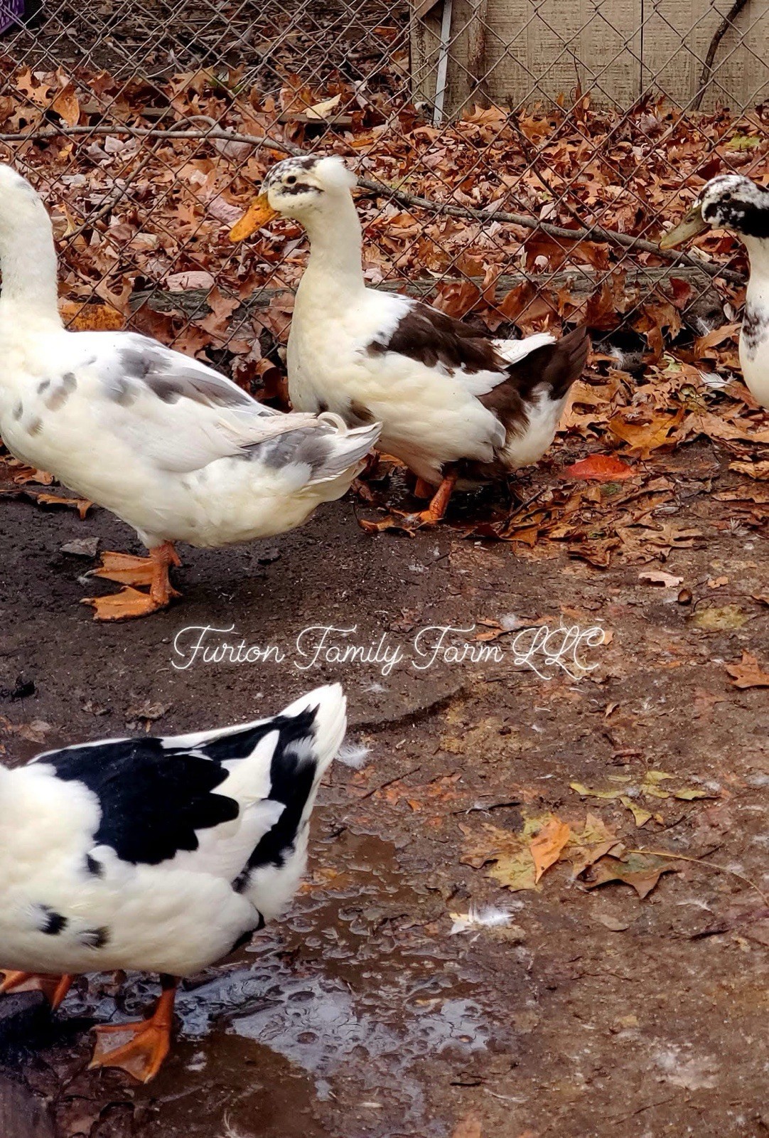 10 Crested Magpie Duck Hatching eggs *RARE*
