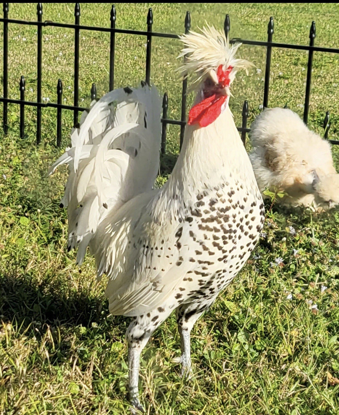 6 RARE Silver Spangled Appenzeller Spitzhauben Fertile EGGS.