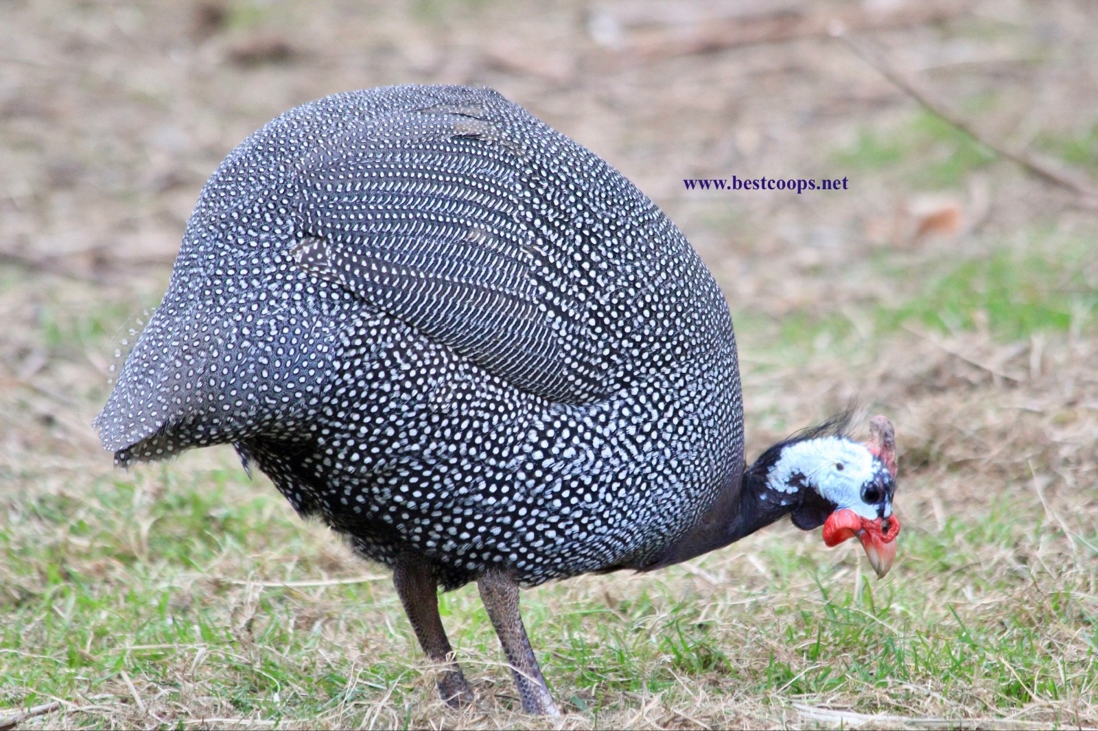 6+ Pearl Guinea Fowl Hatching Eggs