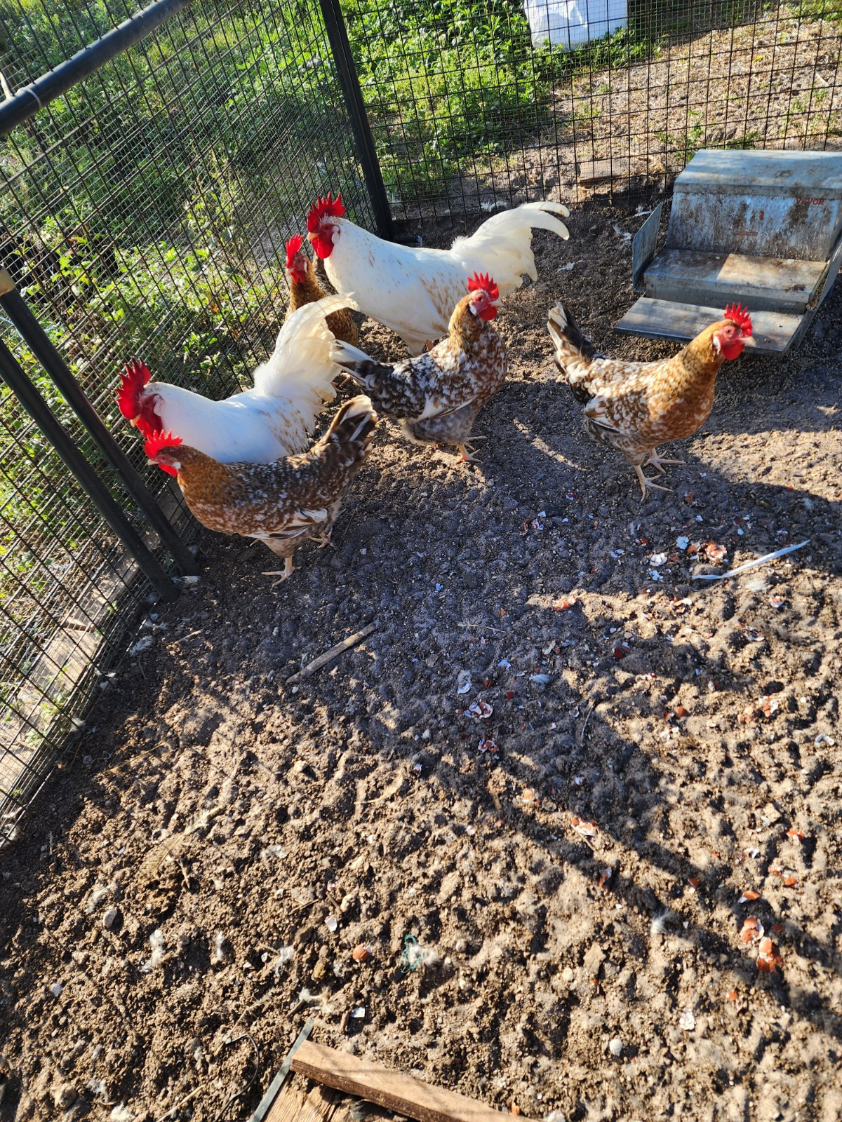 4+ 55 Flowery Hens