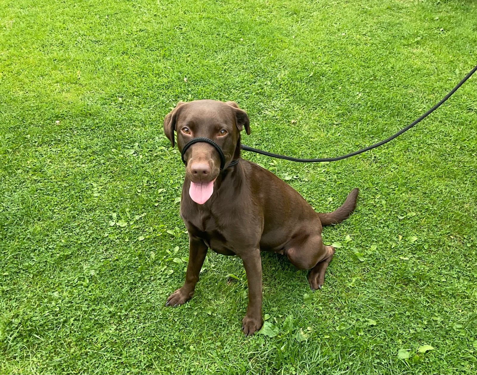 Champion Dog Training Rope | Strong Nylon Slip Lead | Stops Pulling, Slip Rope