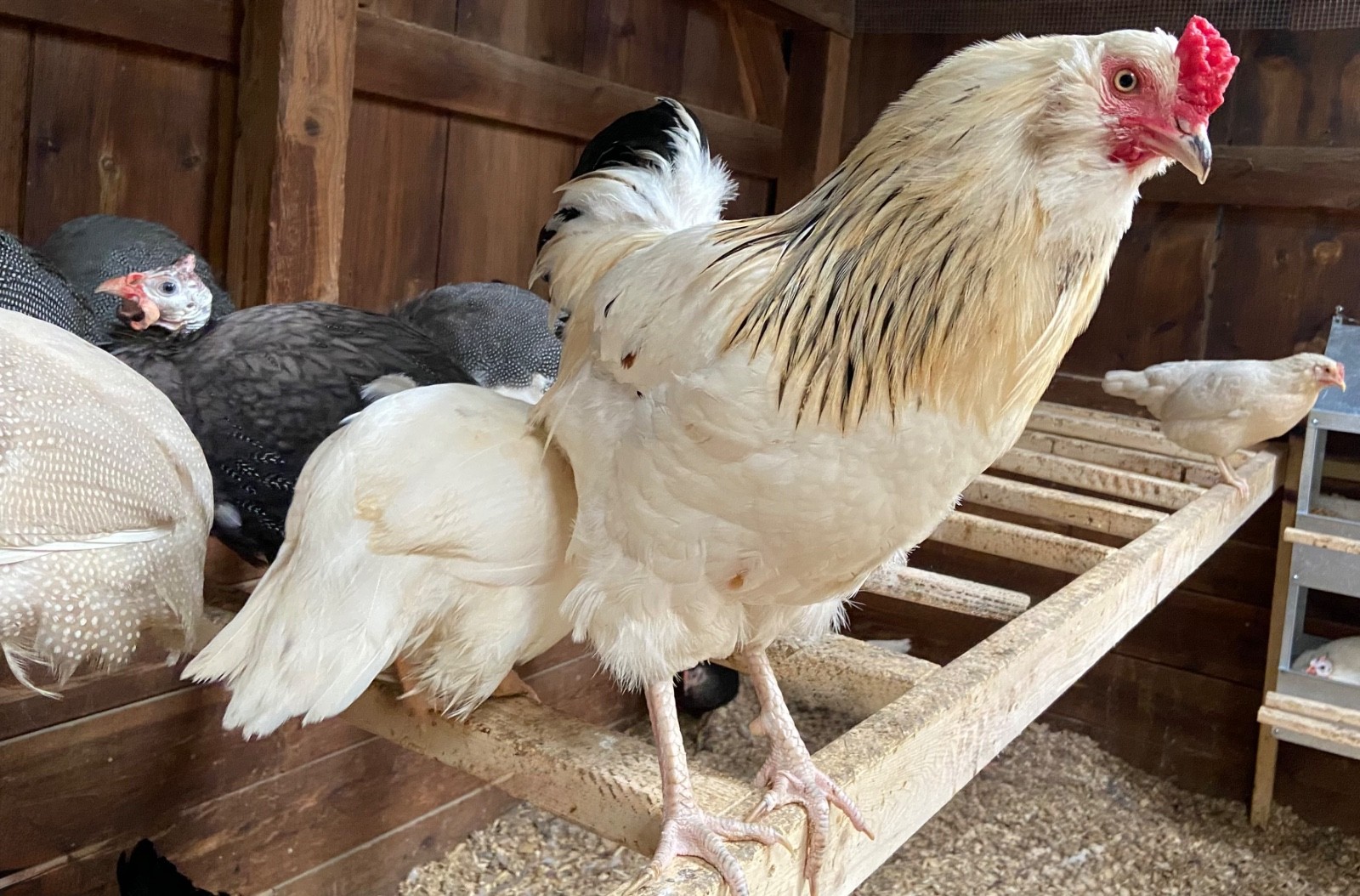 Chicken Hatching Eggs, (20) , Mixed Barnyard Flock, Wyandotte, Easter E etc.