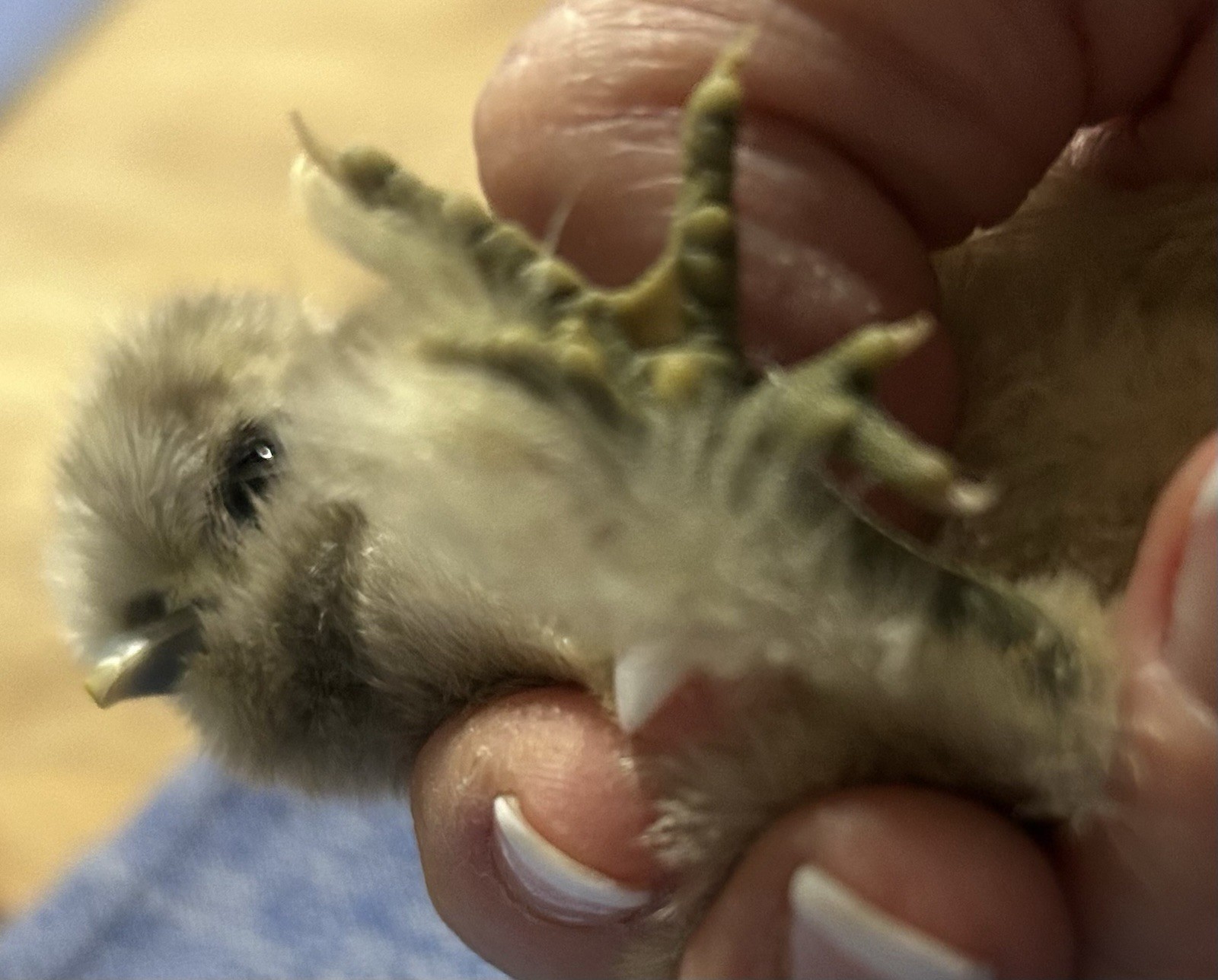 6+ Silkie Hatching Eggs - Fertile- NPIP