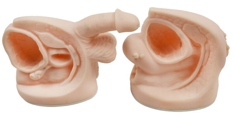 Education Model Male and Female Catheter Anatomy Teach Set Genital Anatomy Model