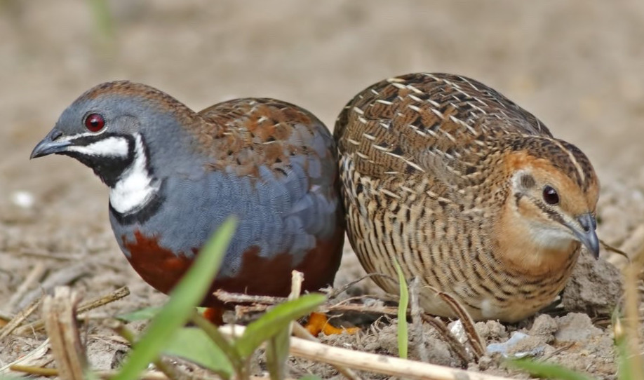 60 BUTTON QUAIL EGGS choose from 12+ colors ships 2 day FEDEX PLEASE READ ALL
