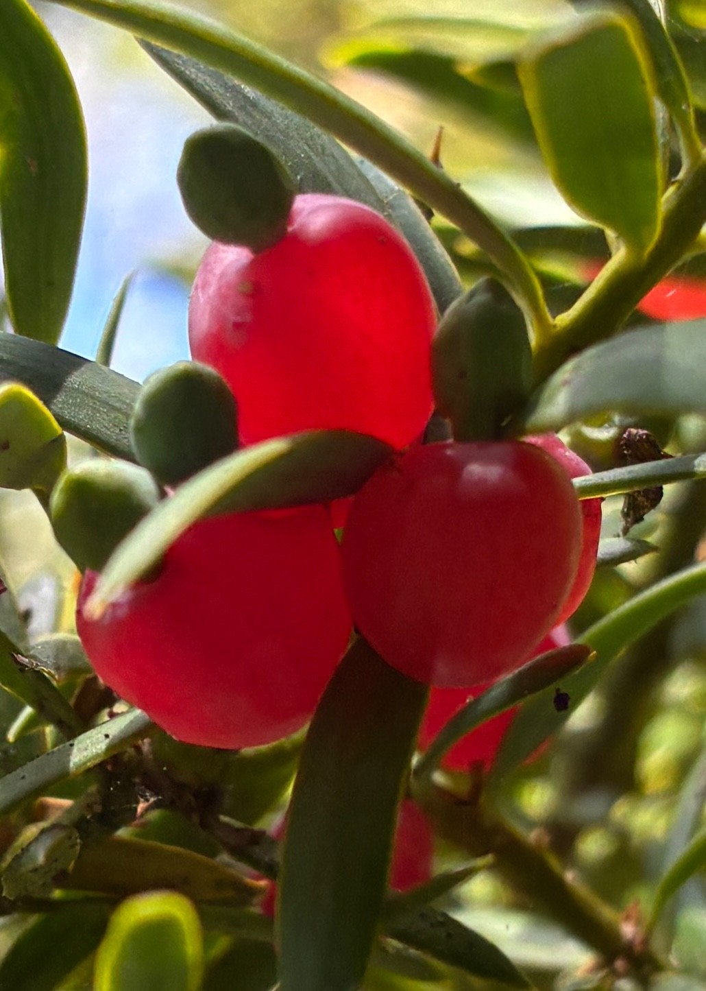 Totara - 50 seeds - Podocarpus totara