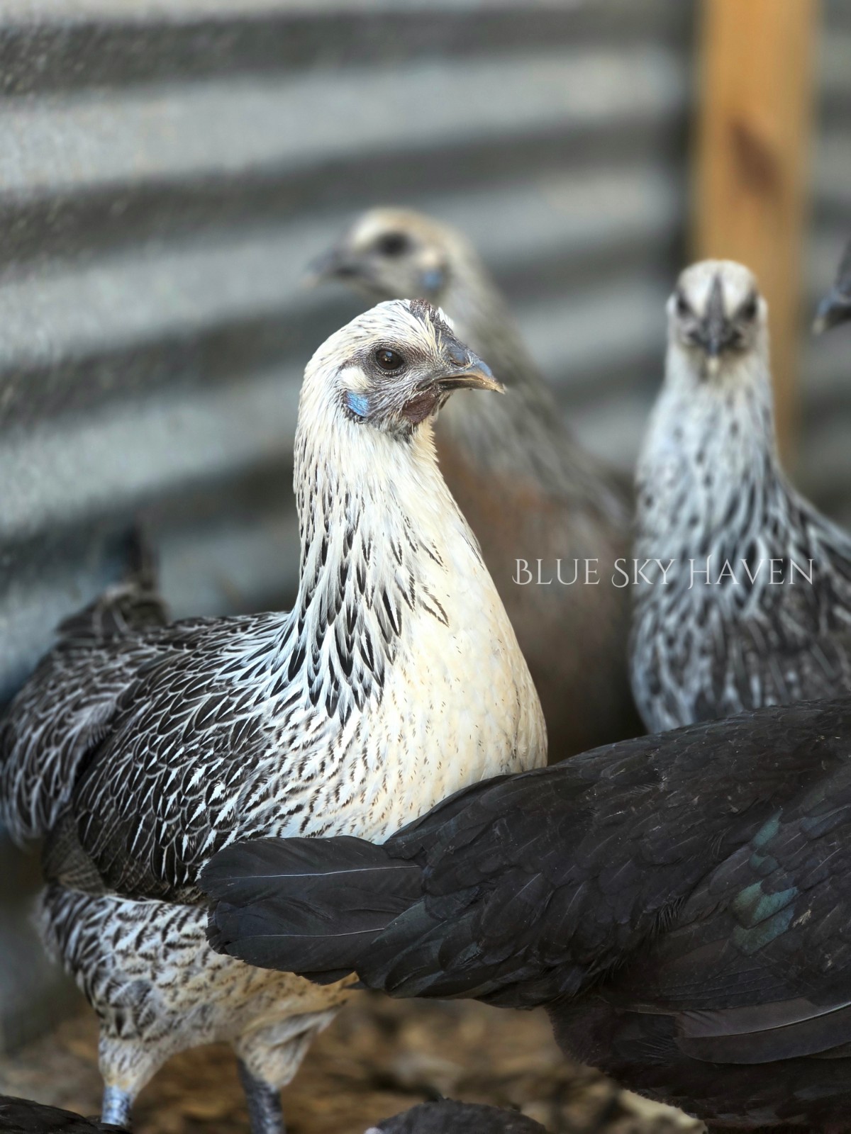 🔥RARE 12+ Hmong Hatching Eggs🔥 Original Laos Import - Pure Lines -