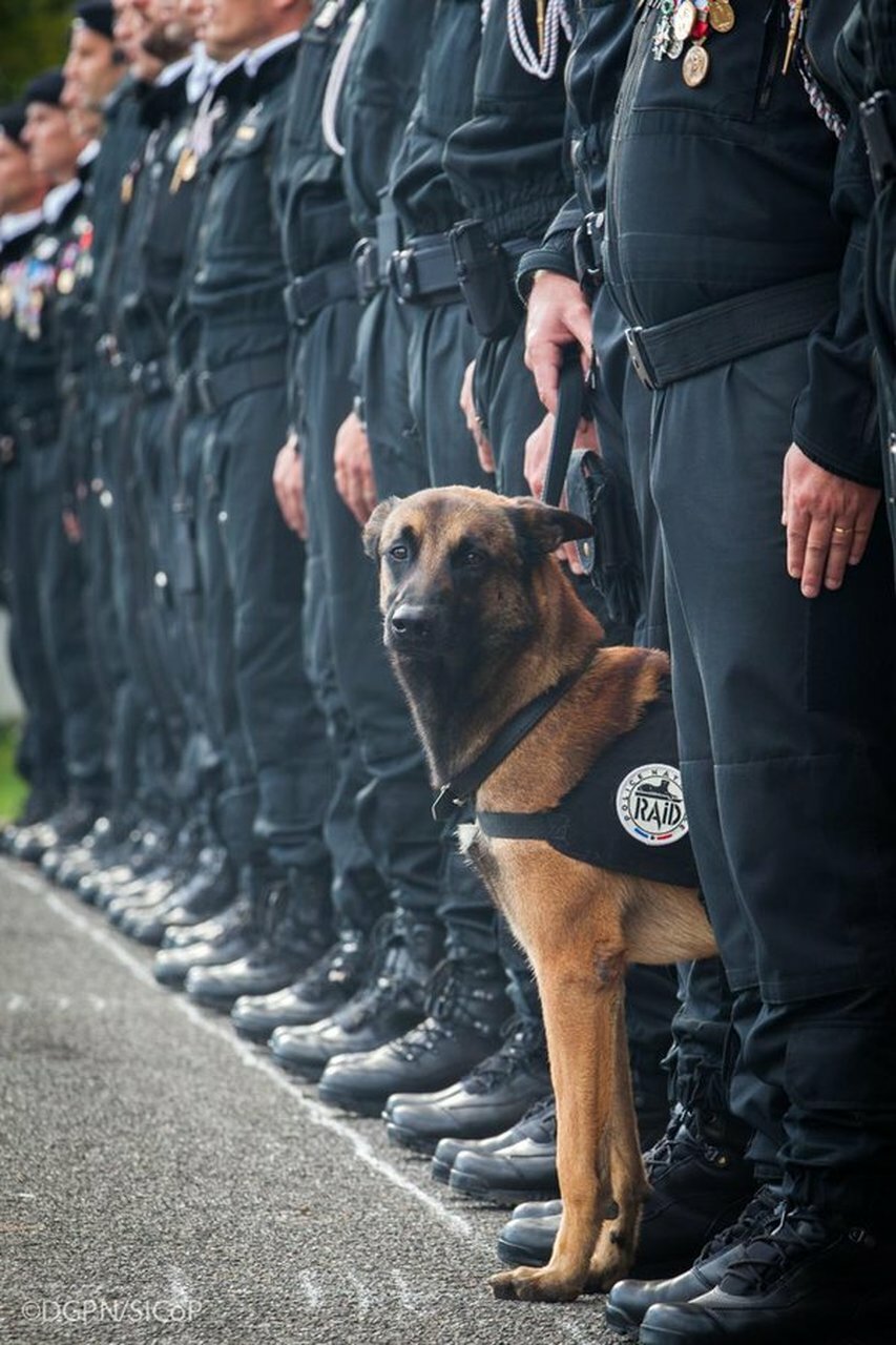 NAR K-9 Handler IFAK w/ Life Saving CAT Tourniquet