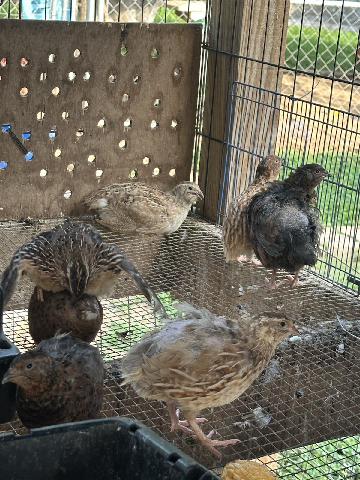 4 Dozen Of Various Colors Of Coturnix Quail Hatching Eggs (NPIP Certified)