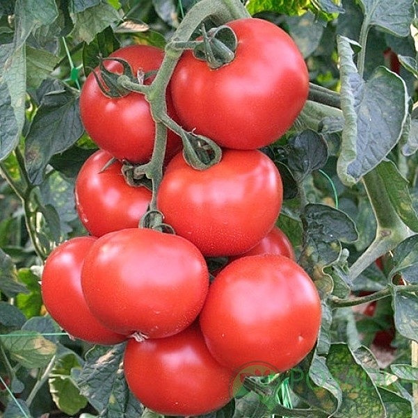 100 Seeds Tomato Abelus F1 Rijk Zwaan Netherlands Cемена Томат Абелус