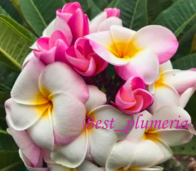 Plumeria / Frangipani/ Seeds/Flowers/ Pudpiroon 100 Seeds Rare!!