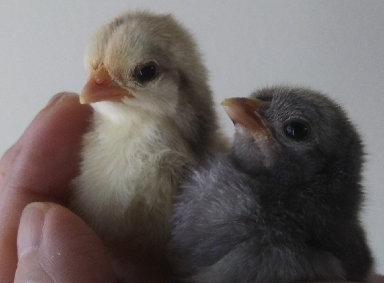 24 insanely small Smooth and Frizzled feathered Serama chicken hatching eggs