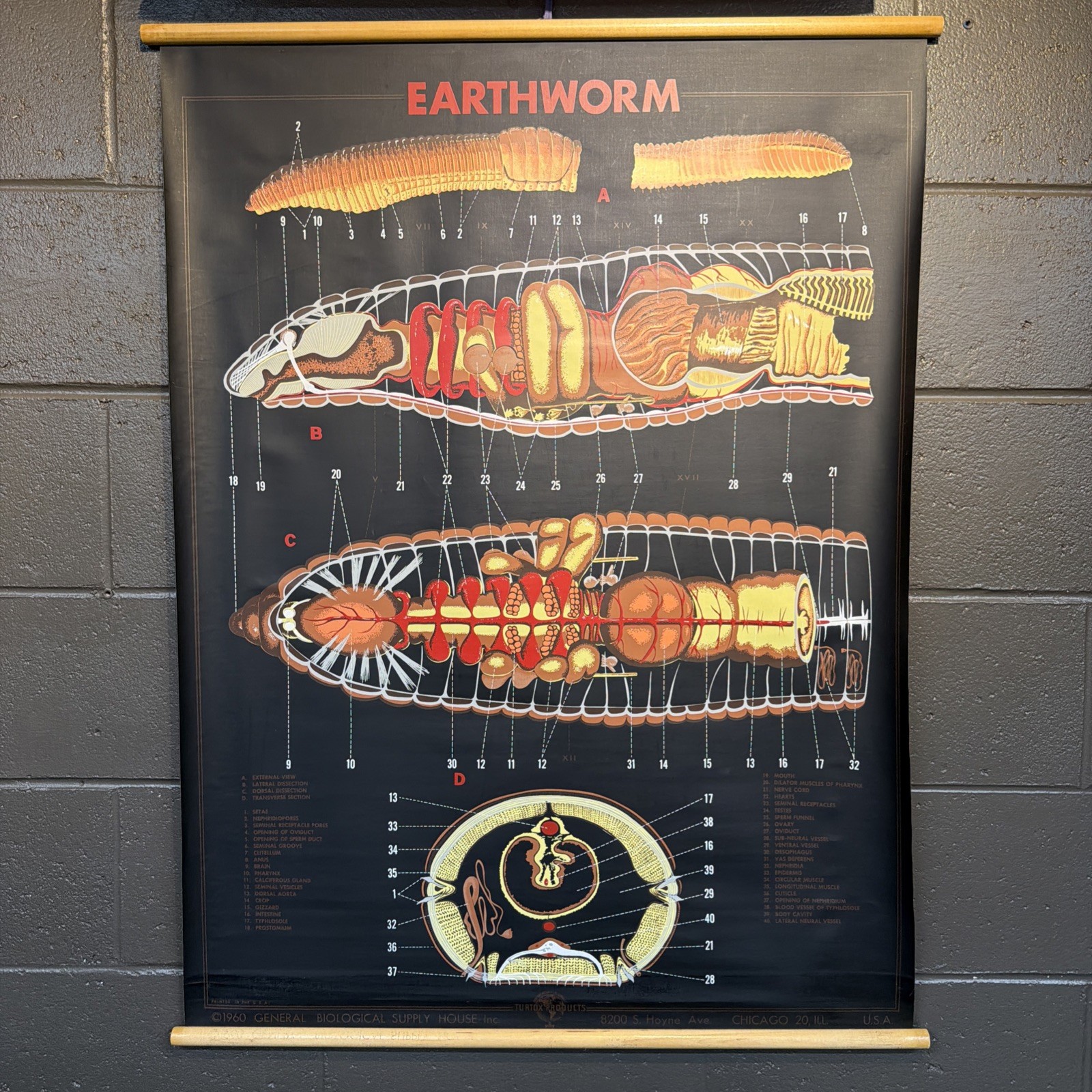 Vintage 1960 Turtox Earthworm Biology Classroom School Wall Chart Poster 30x41”