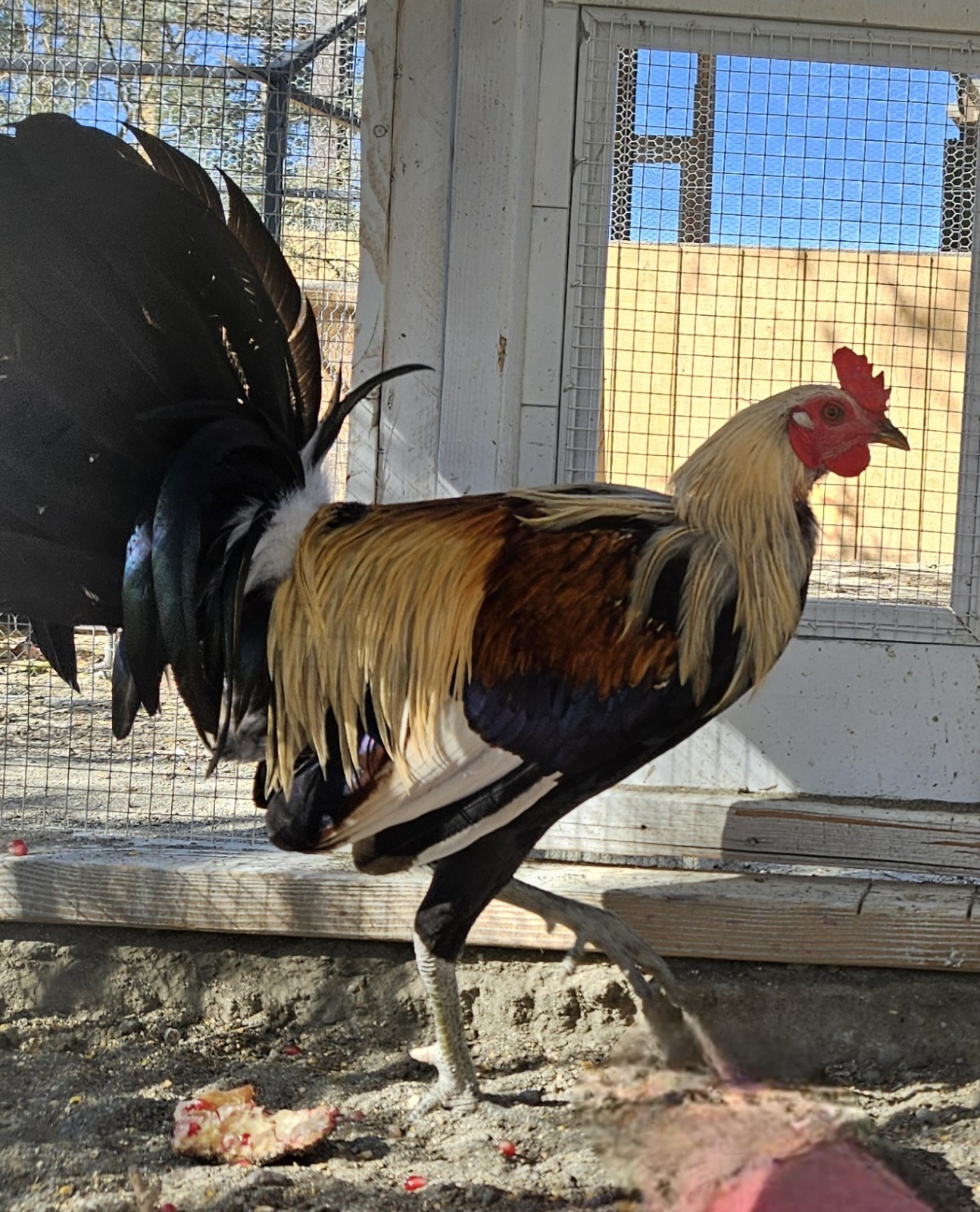 Clemmons Fertile Eggs 6 Pack