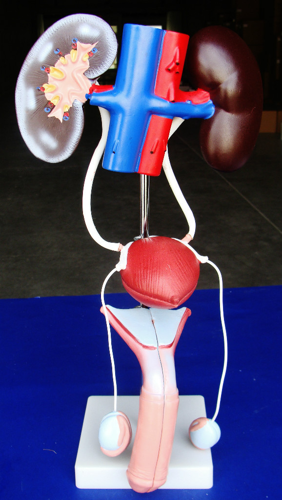 Model Anatomy Professional Medical Male Urogenital System IT-058 USA ARTMED