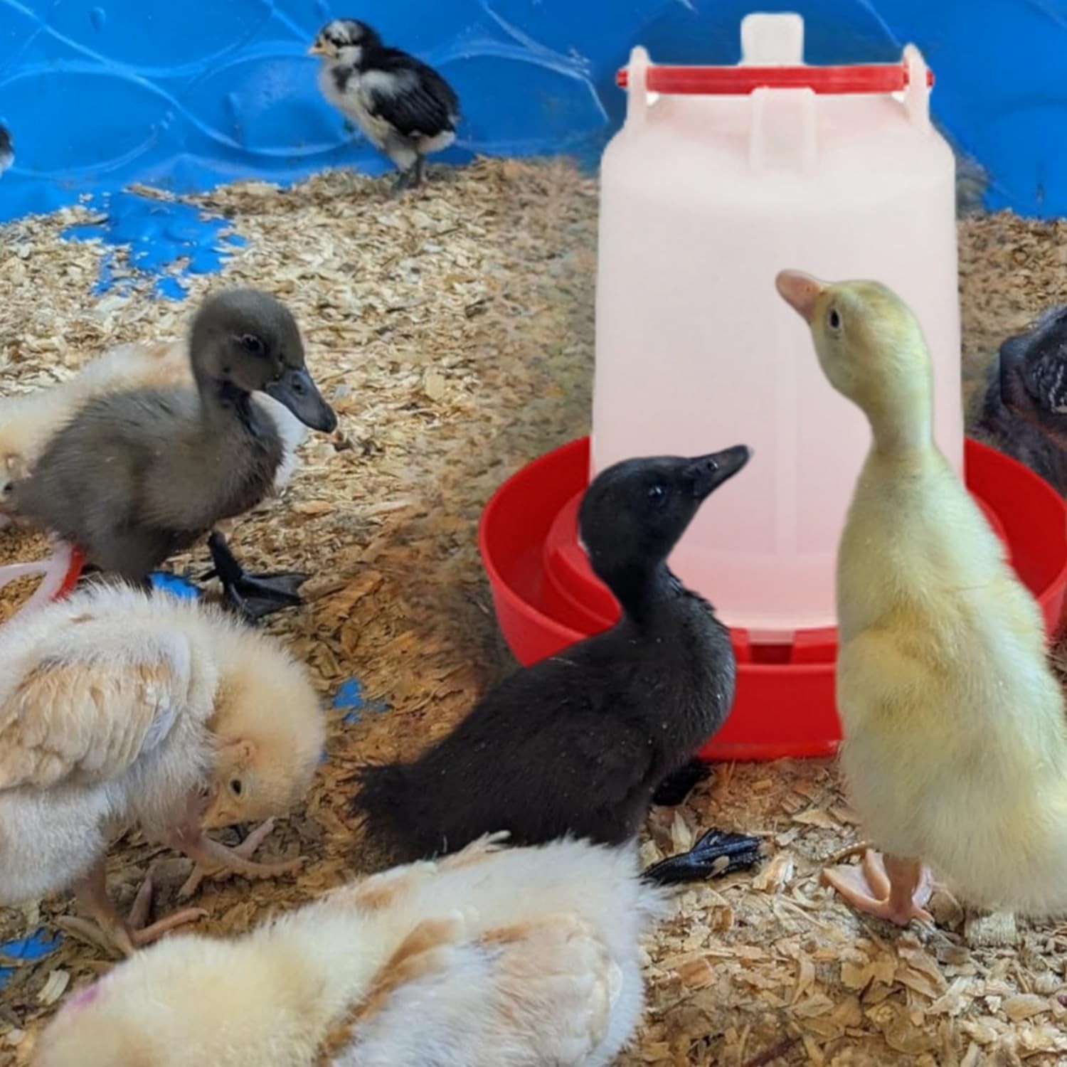 Plastic Poultry Drinker Chick Waterer Kit 1 L Waterer Hanging Container, 4 Pack