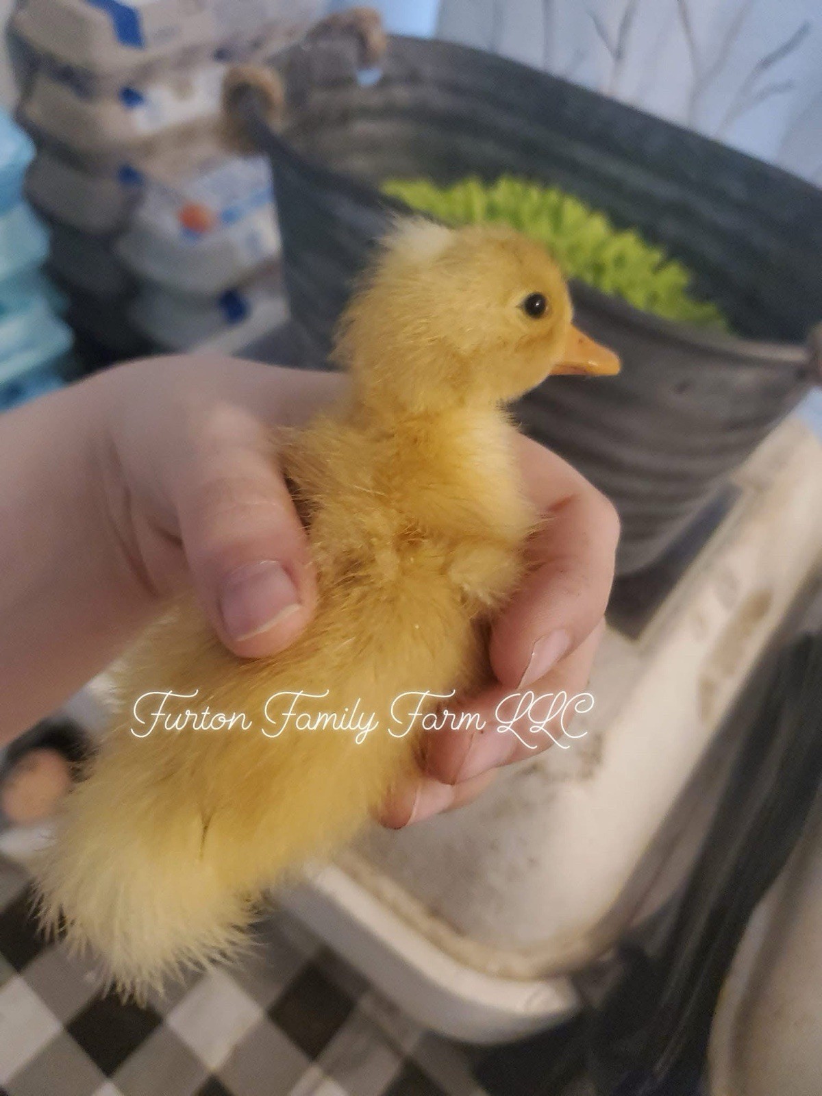 10 Crested Magpie Duck Hatching eggs *RARE*