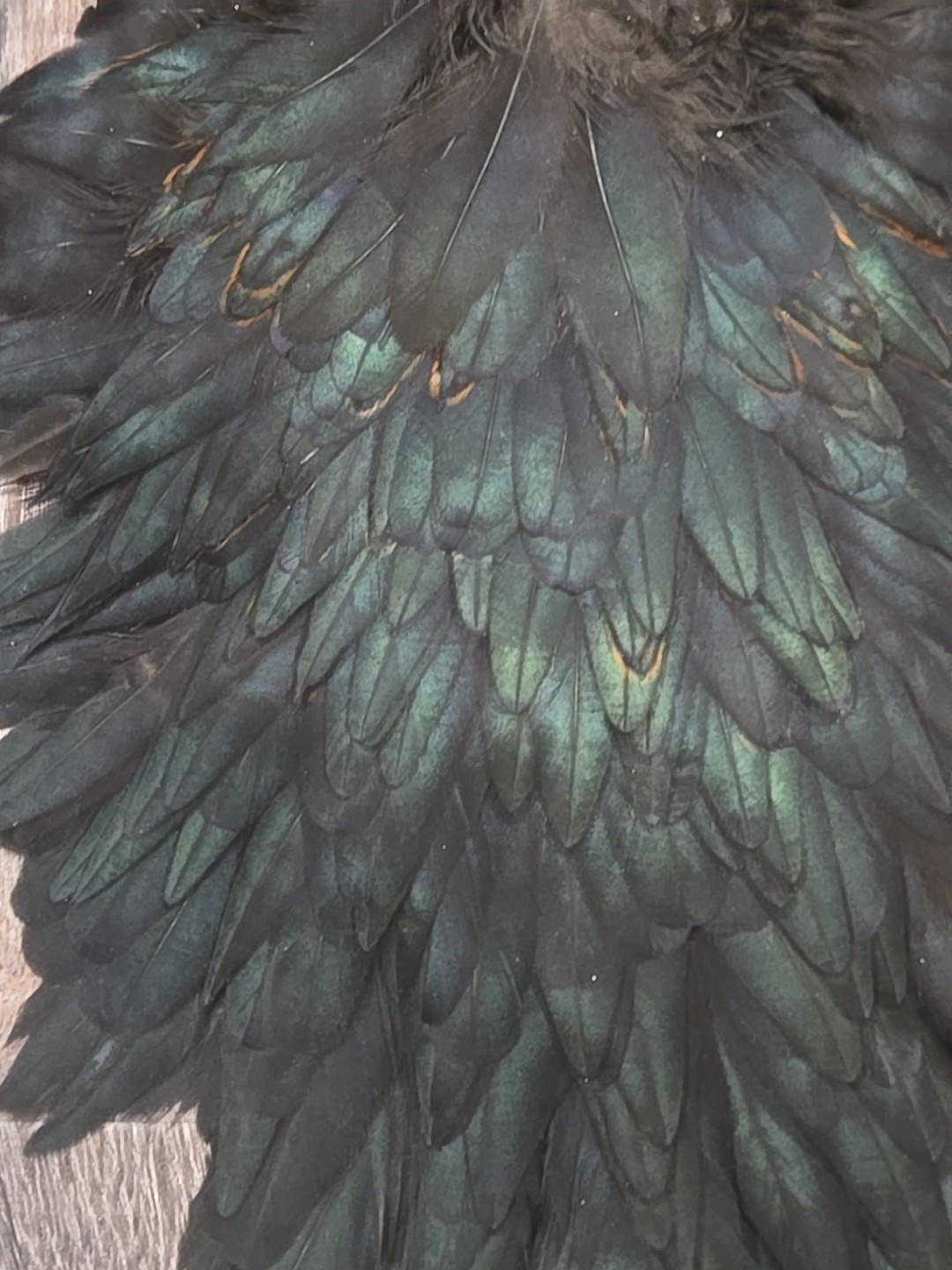 Black Hen Back Saddle Fly Tying Wet Soft Hackle Craft Feathers Material