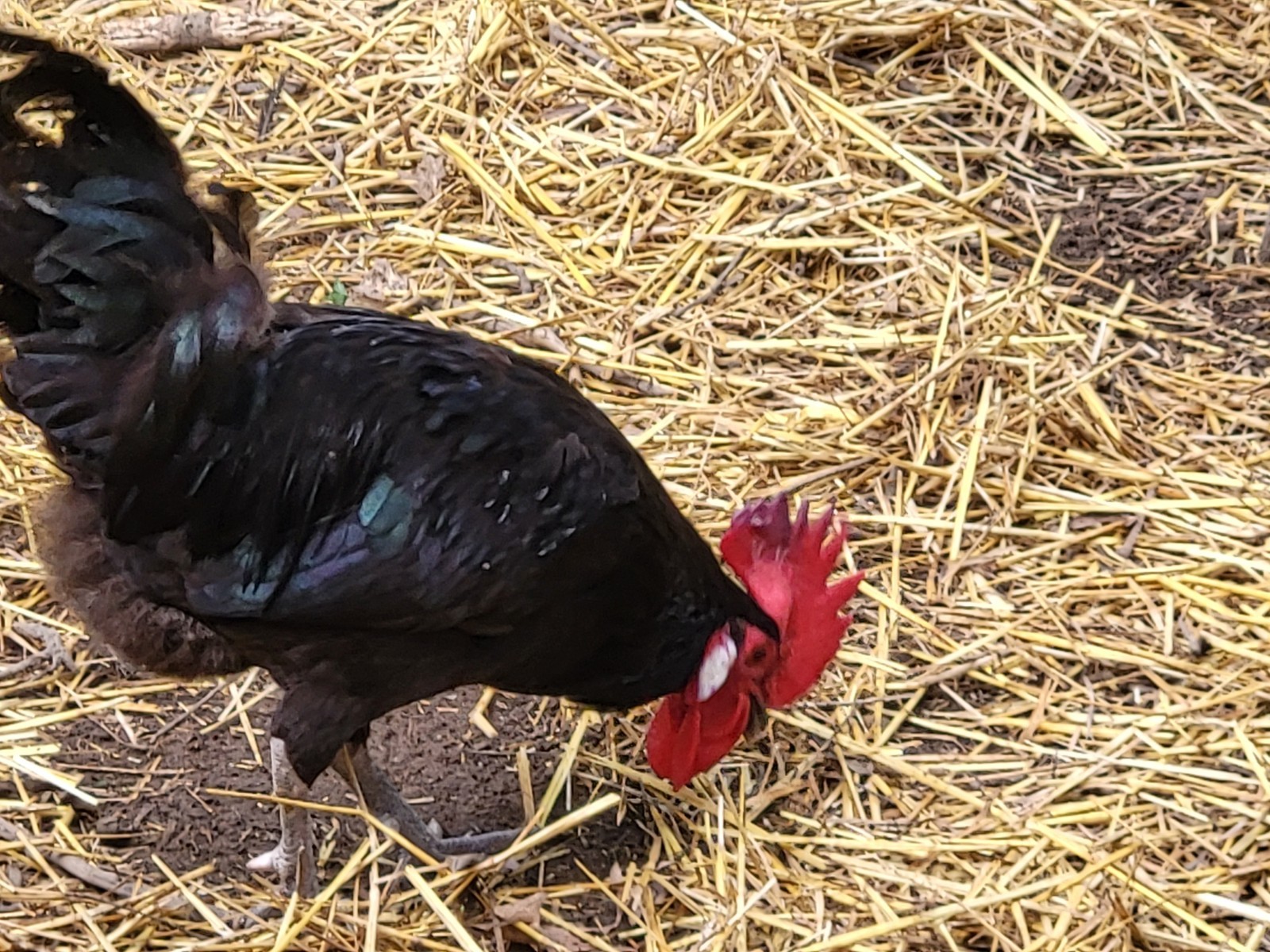 18 Rare Black Penedesenca Hatching Eggs
