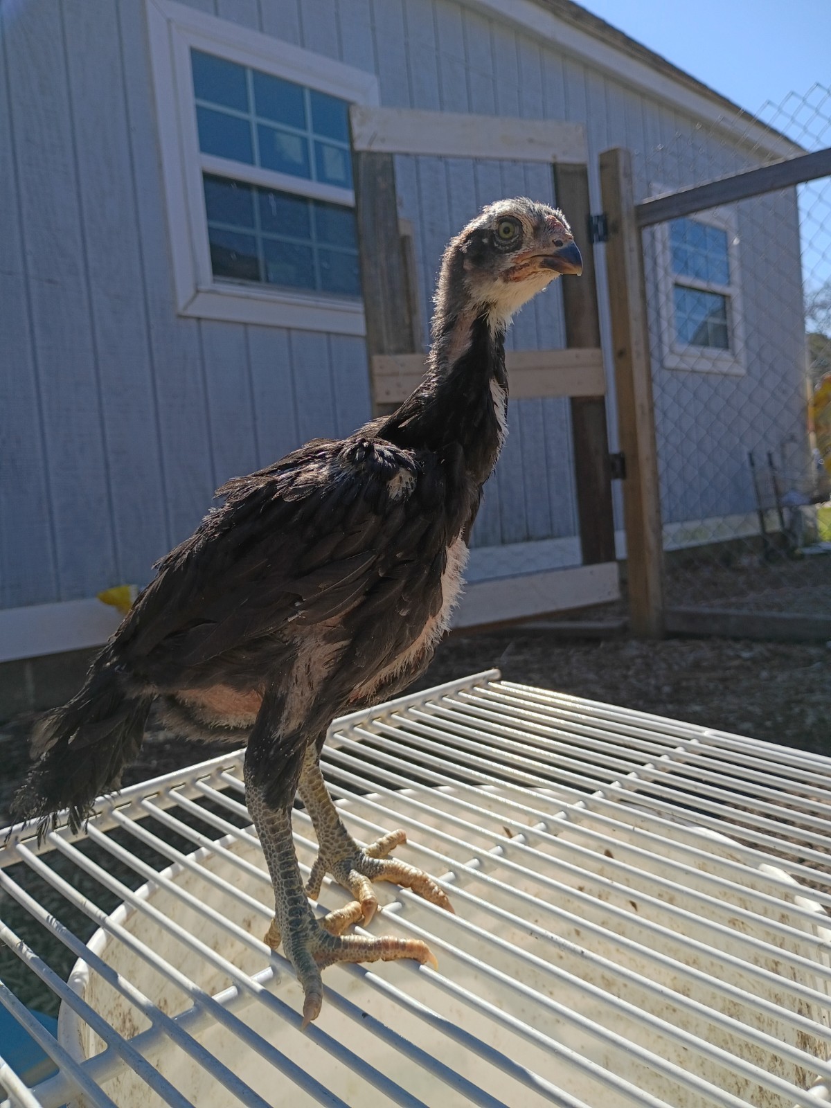 6 Rare Heritage Chicken Hatching Eggs –D0N- Gan0i-Cold Season Sale