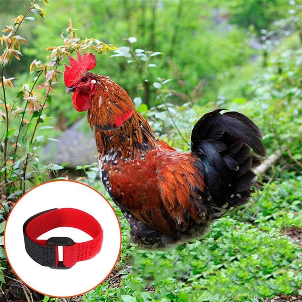 Safe & Adjustable No Crow Rooster Collars – 3 Pack for Chickens & Ducks