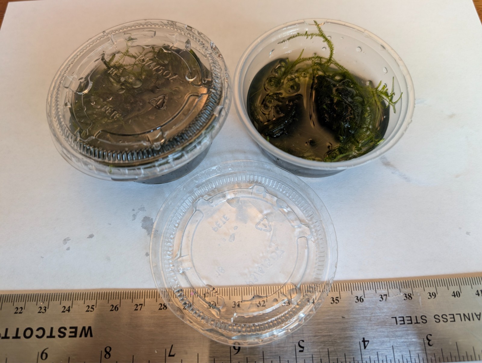 Moss (2) 3.25 oz cups ( possible java/pointed spear)
