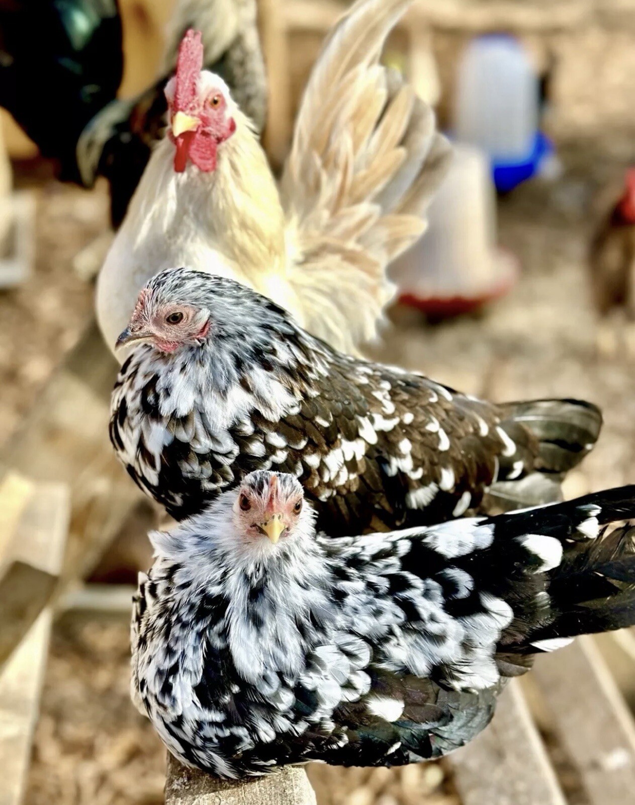 6++ Serama Hatching Eggs Free Shipping PLEASE READ THE DESCRIPTION