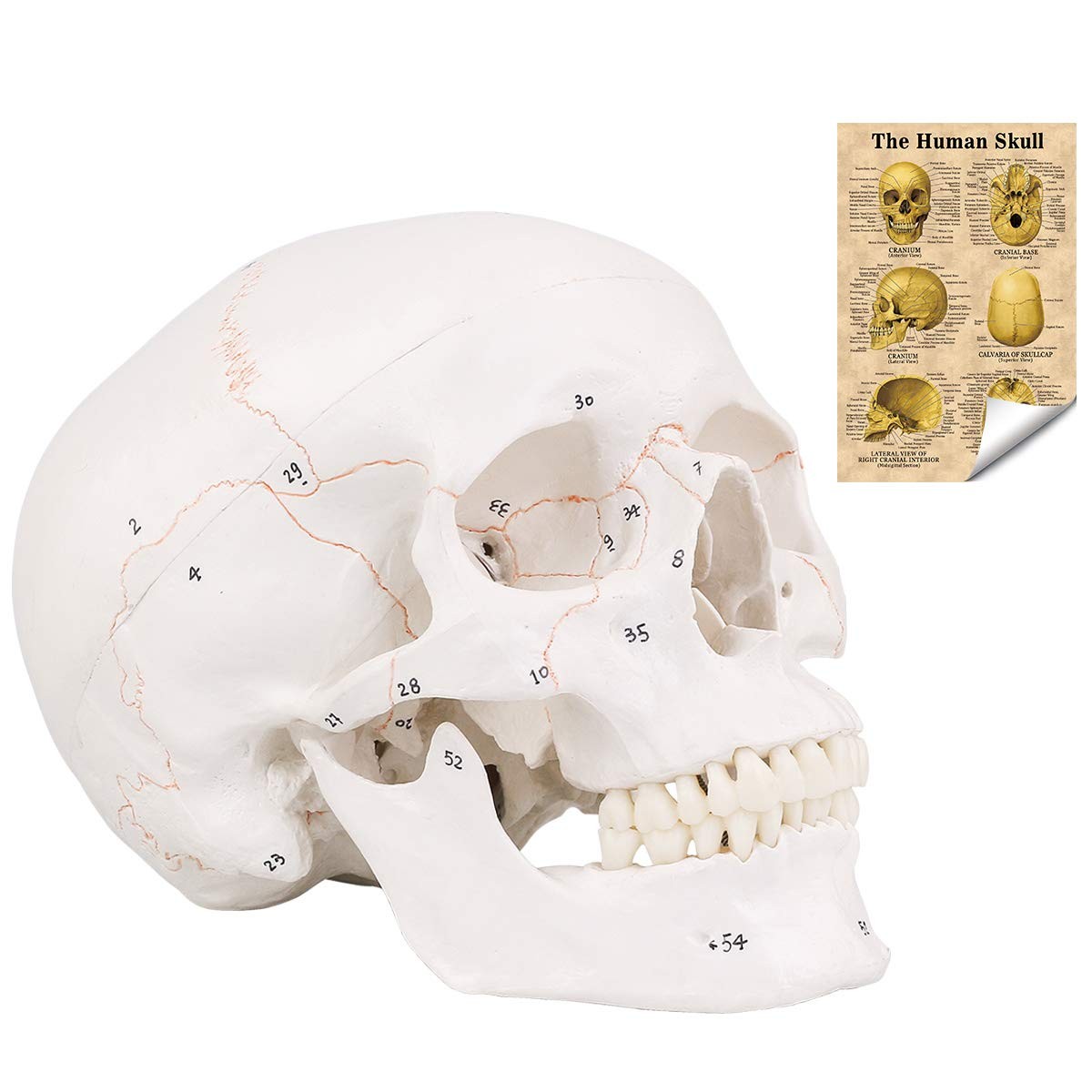 Human Skull Model, Numbered Skull Anatomy Model for Professionals, Students &...