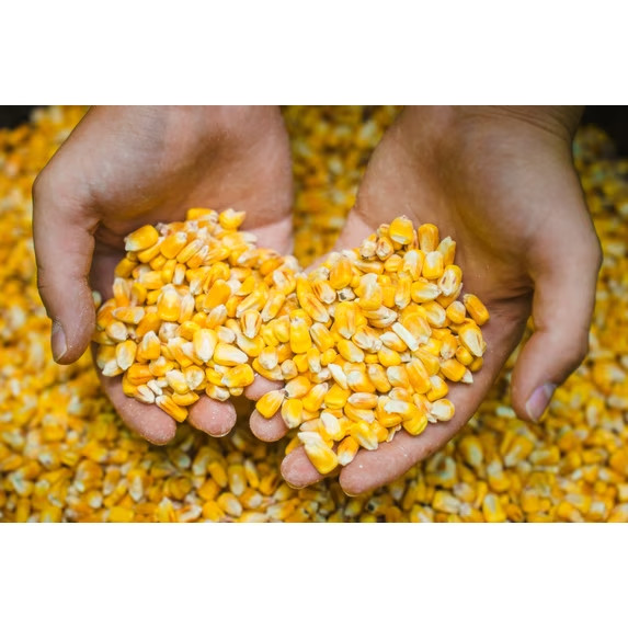 (3 pack) Manna Pro Deer Corn - Deer and Turkey Feed 50Lb