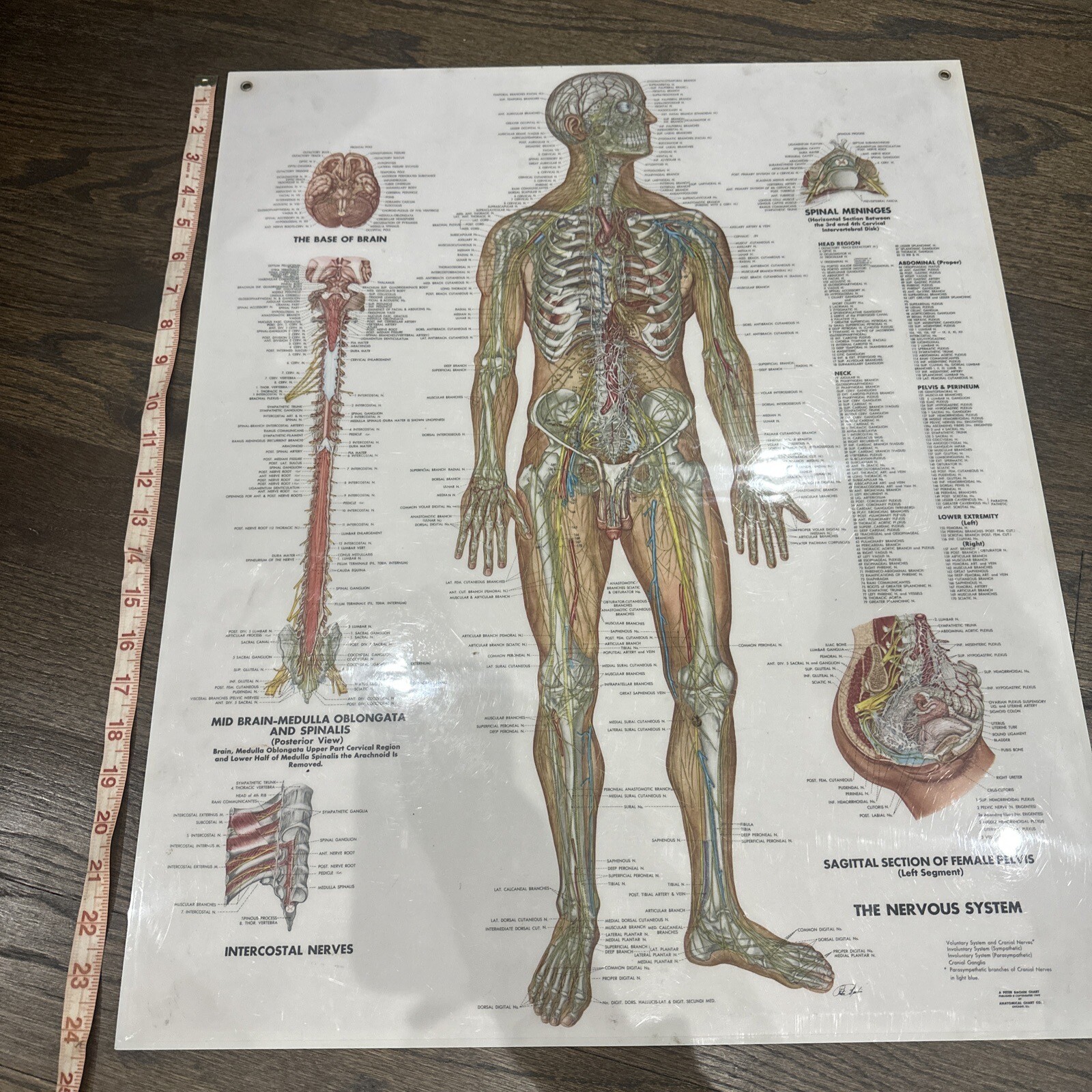 The Nervous System Peter Bachin 1949 Original Vintage