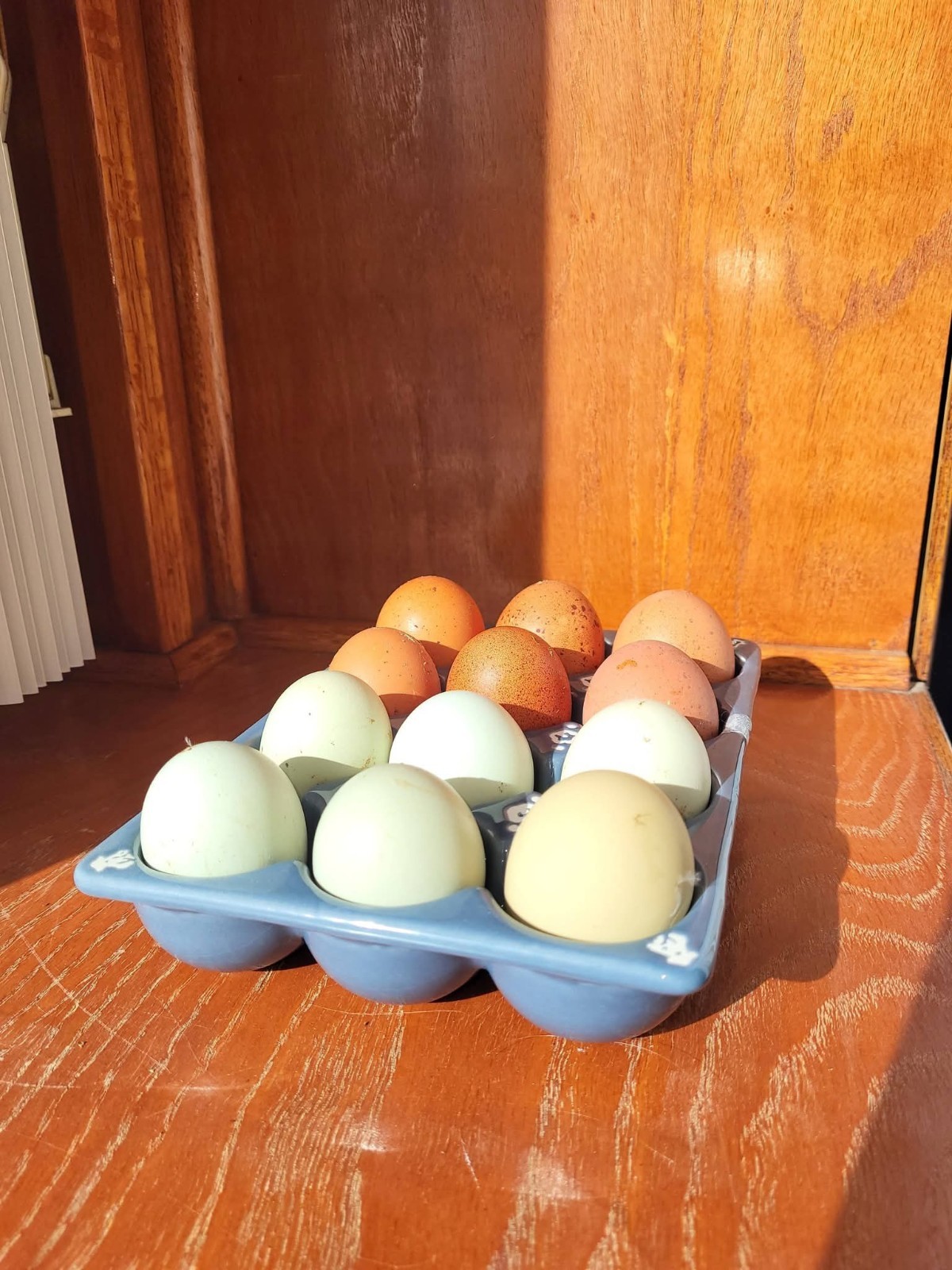 6+ F1 Olive Eggers
