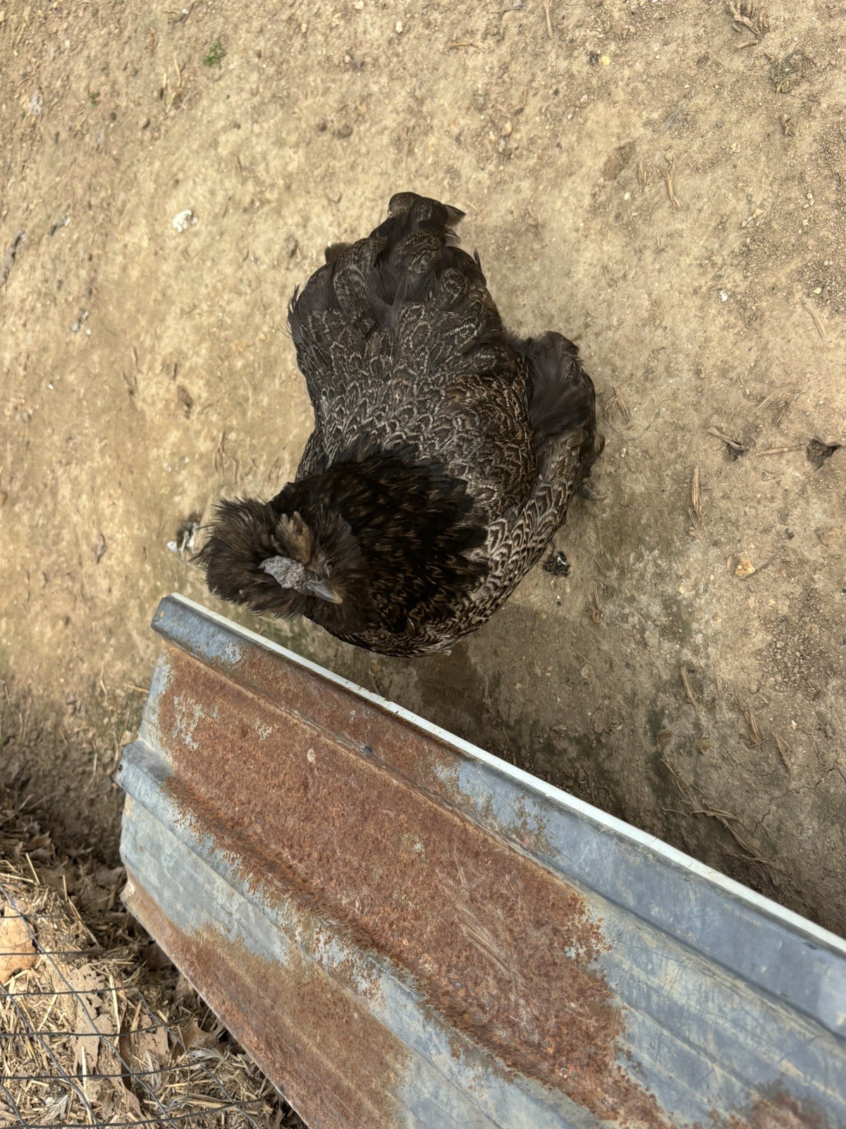 12 Bearded Silkie Hatching Eggs