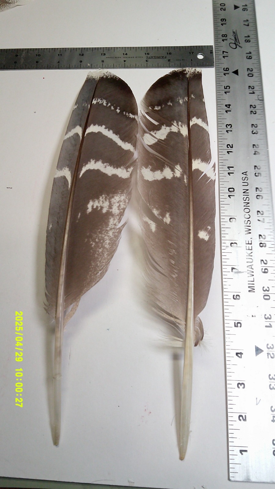 Kori Bustard