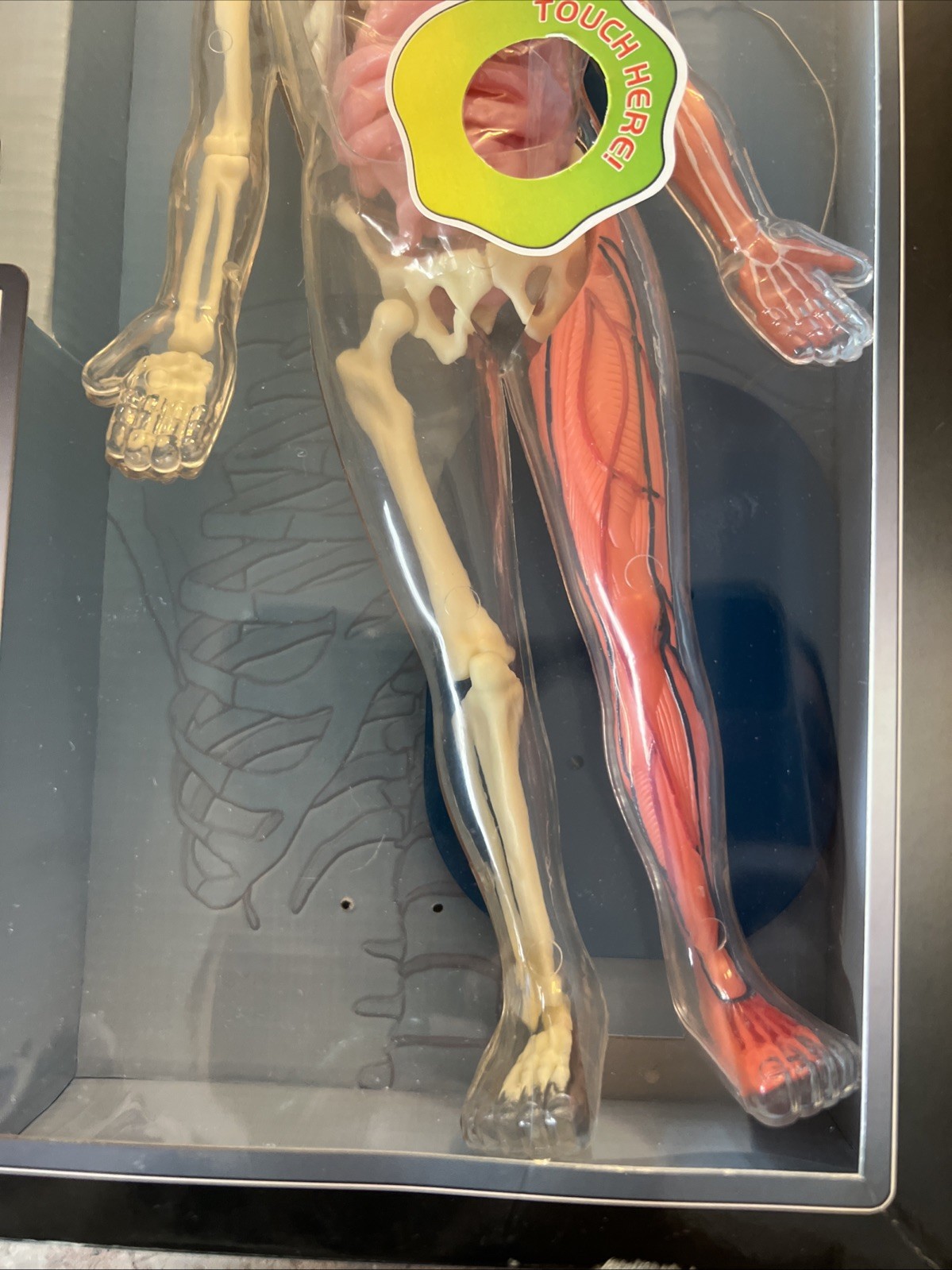 SmartLab You Explore It HUMAN BODY MODEL, Removable SQUISHY ORGANS, Tools & Book