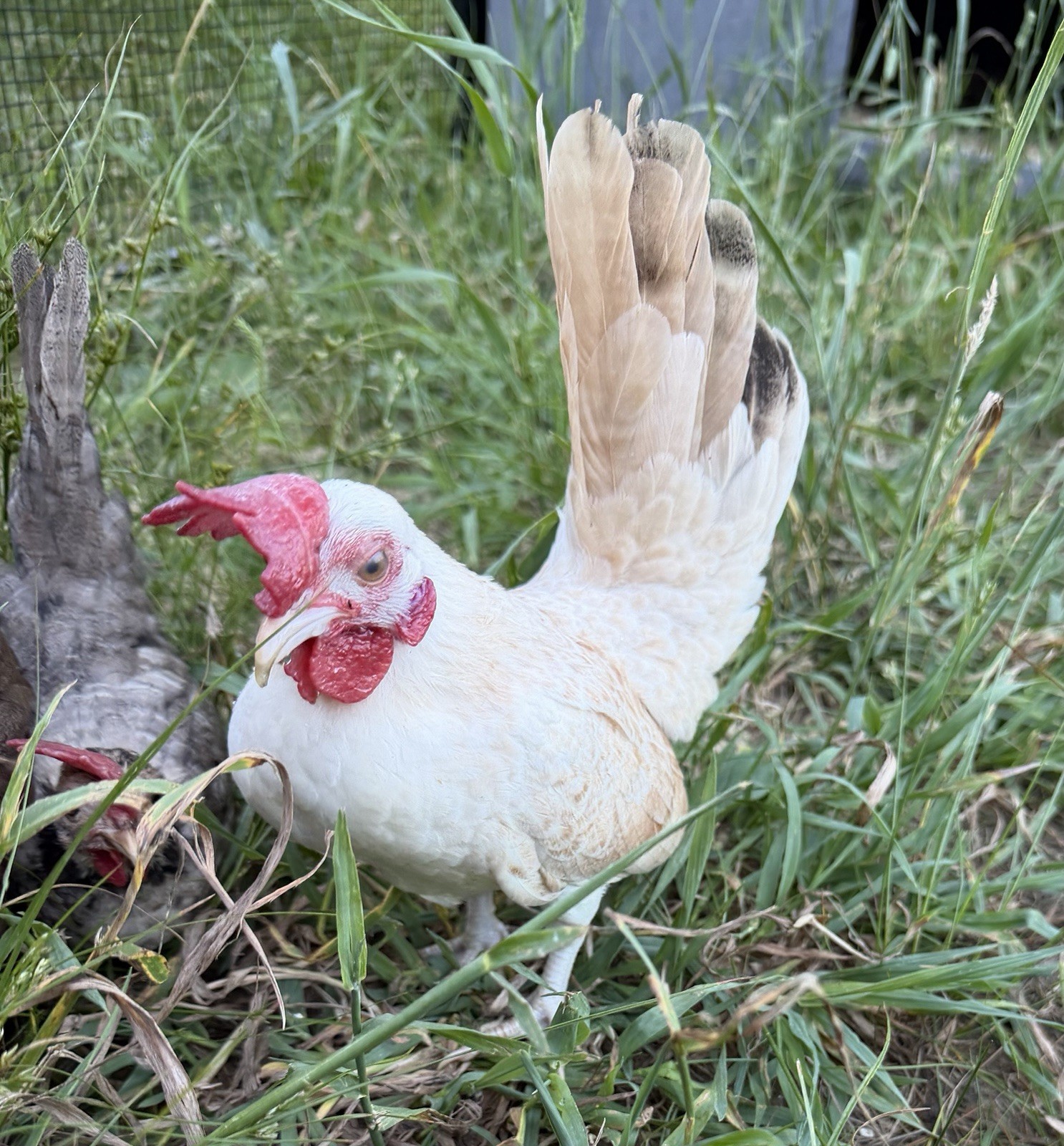 6 Kikiriki Hatching Eggs 🐣 Tiny Chickens From Puerto Rico