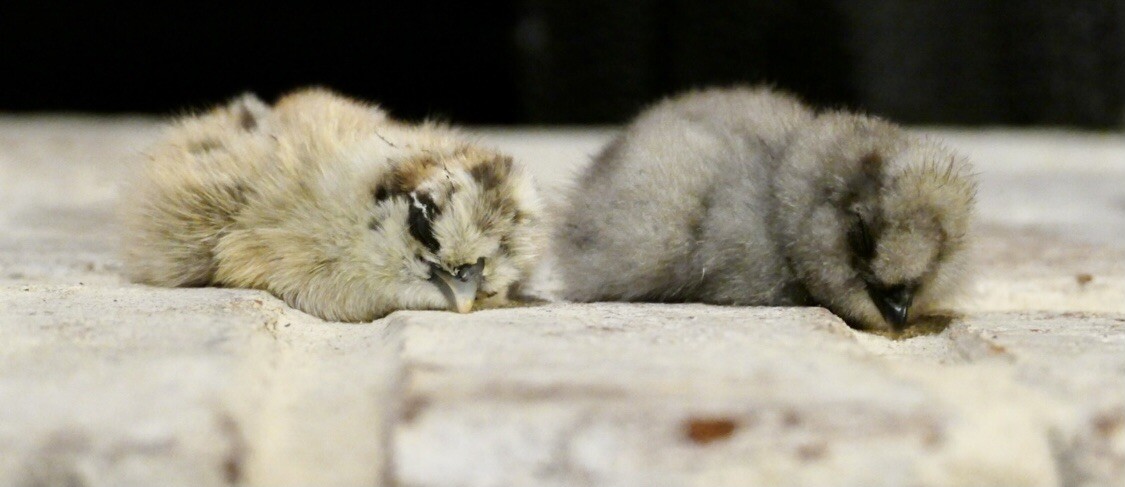 SHOW QUALITY 10 Silkie Chicken Hatching Eggs