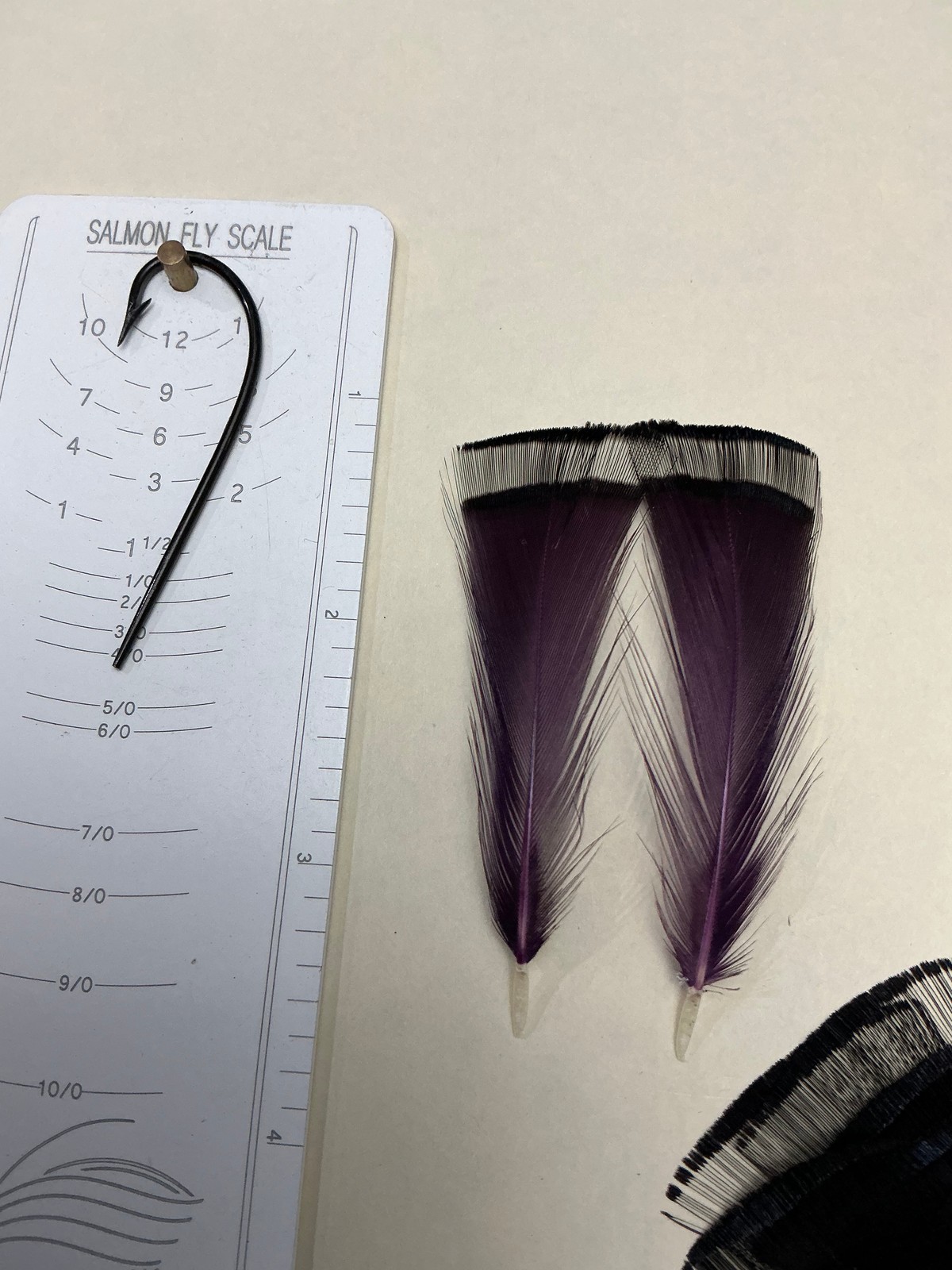 Golden  Pheasant Tippets Dyed Purple