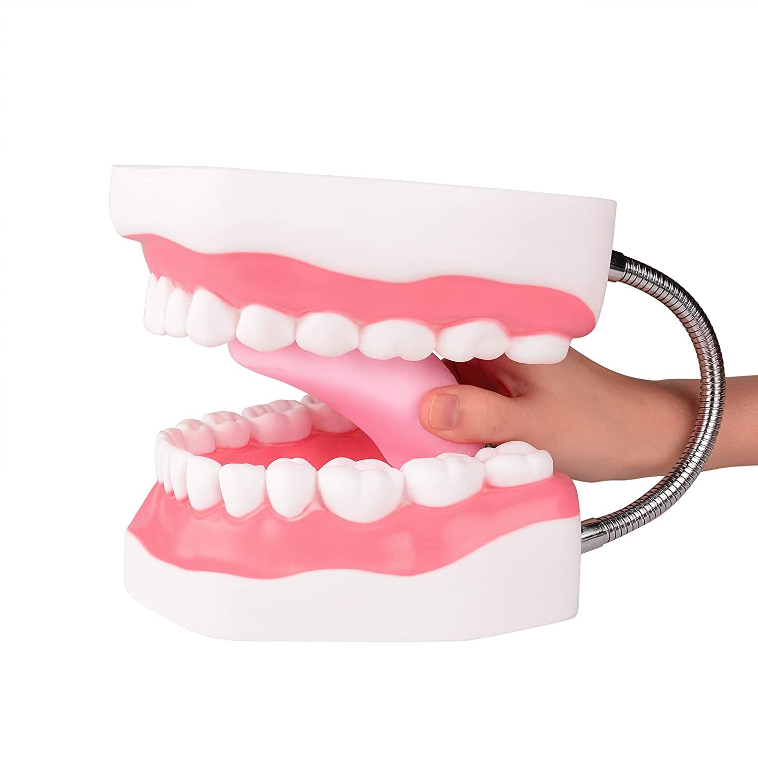 Oversize 6:1 Dental Adult Standard Typodont Demonstration Flesh Pink+Teeth Brush