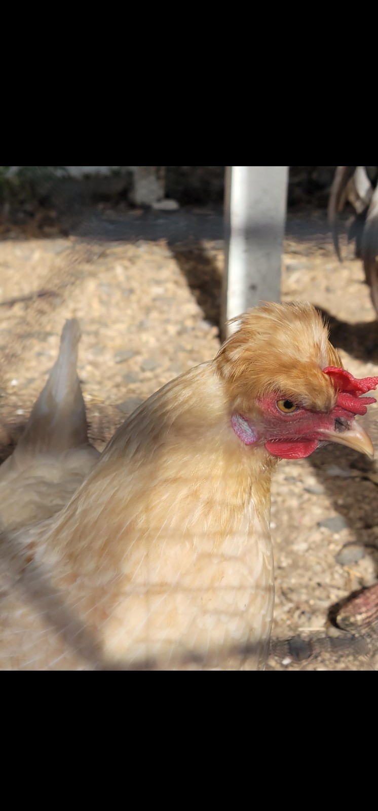 12+ Barnyard Mix Fresh Fertile Hatching Eggs FREE RANGE