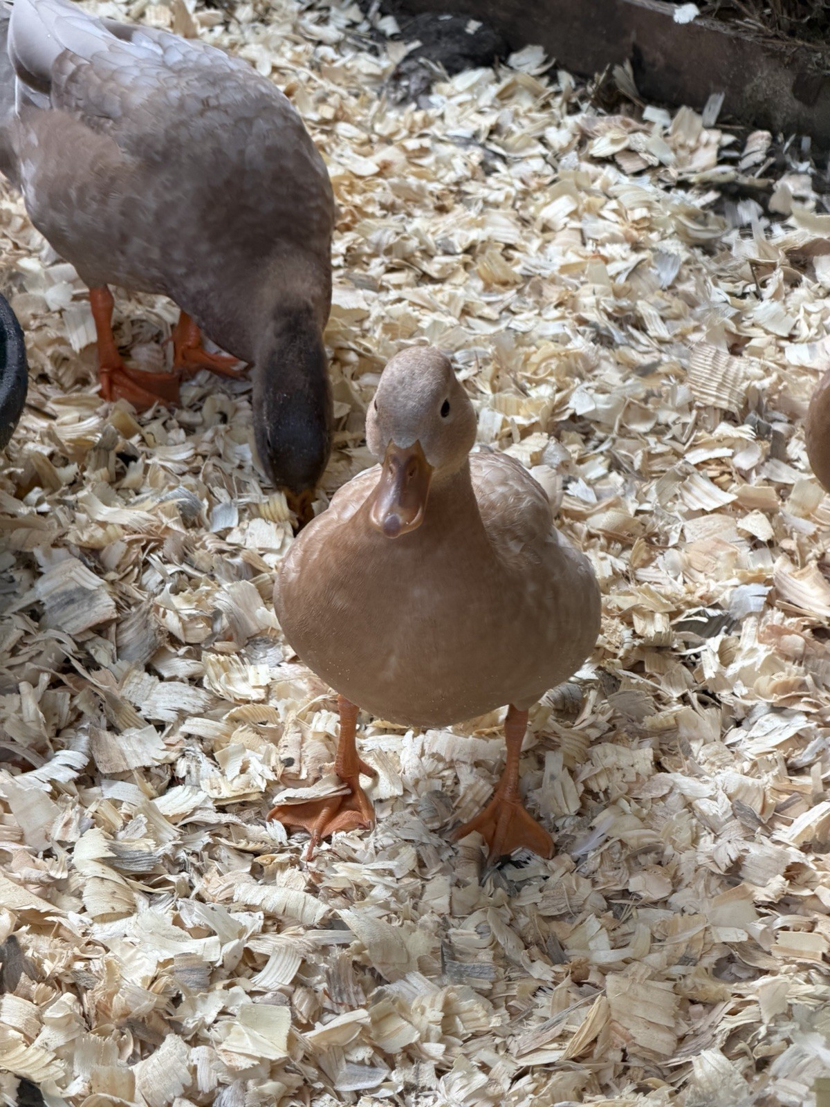 6 BUFF Call Duck Eggs- Shipped Fresh & Quickly With Care