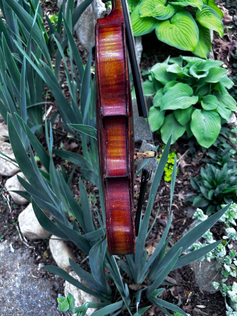 violin