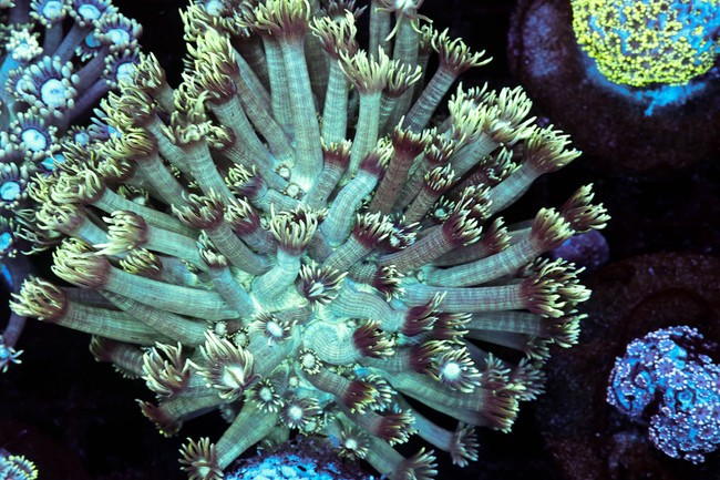 Teal Goniopora Colony WYSIWYG - SAQ Coral Farm