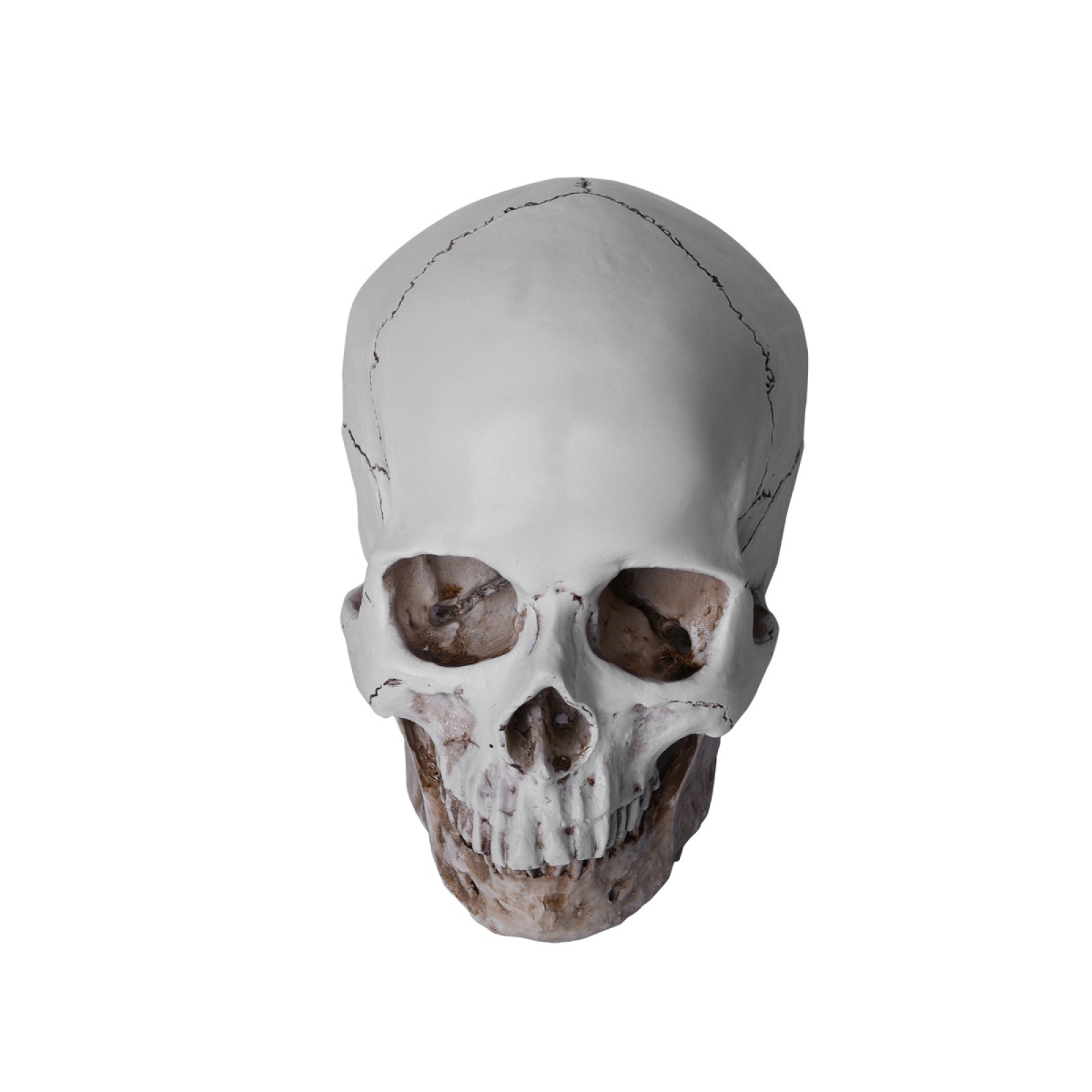 720g Resin Replica 1:1 Life Human Anatomy Skull Human Head Decor Teaching B