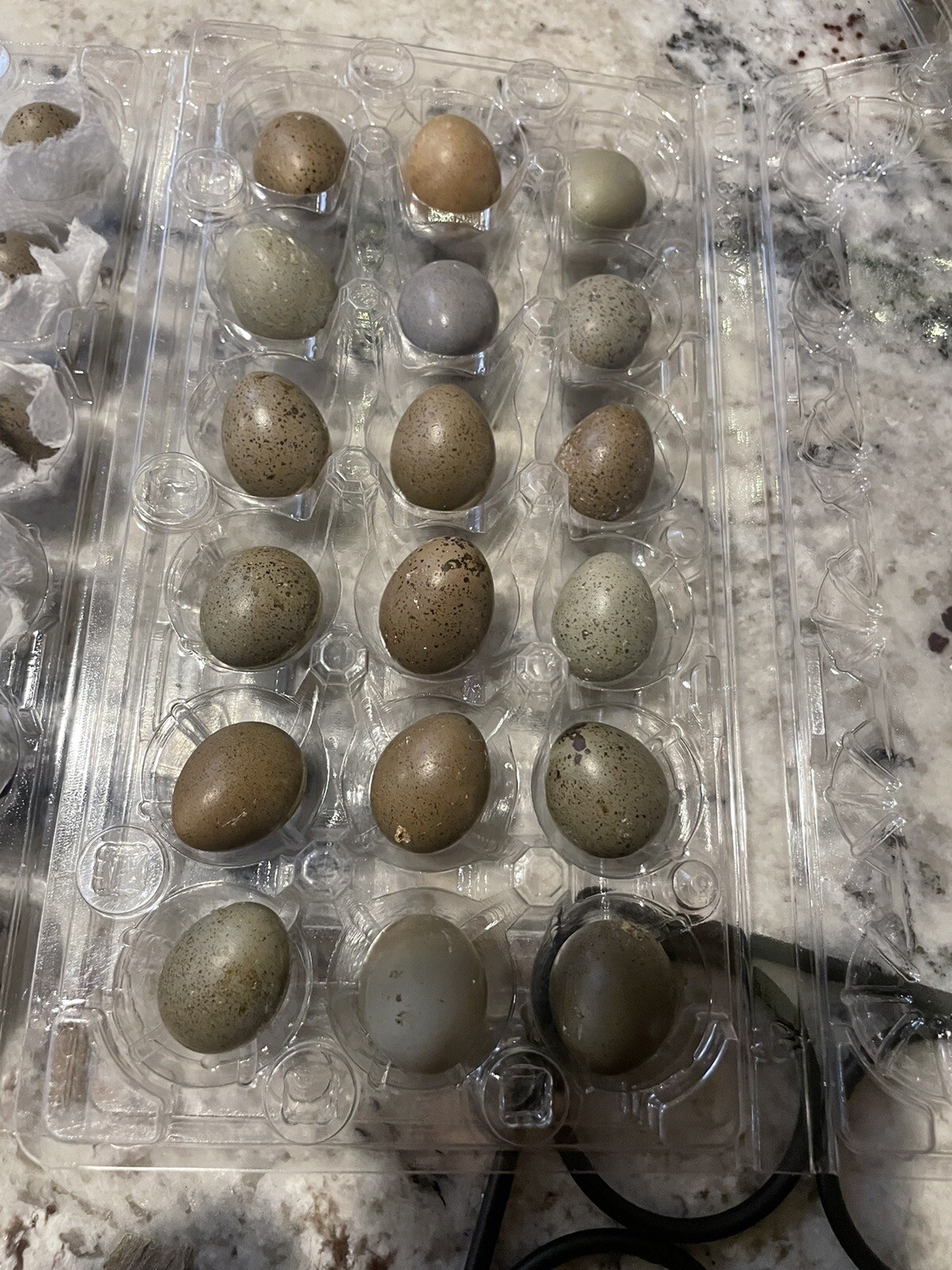 12 Fertile Button Quail Hatching Eggs