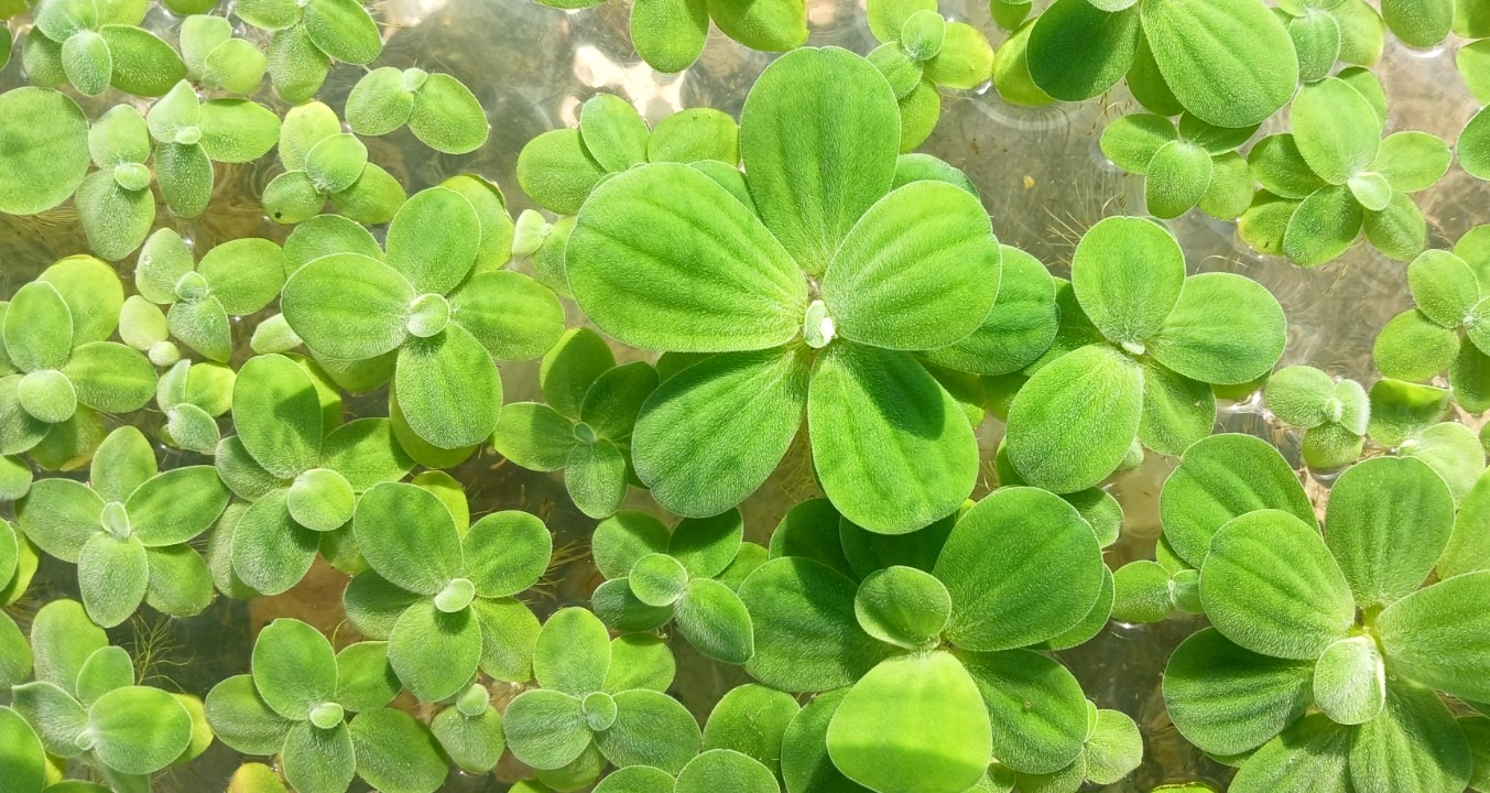 Dwarf Water Lettuce (Pistia stratiotes) - MINIMUM ORDER is 15 plants.