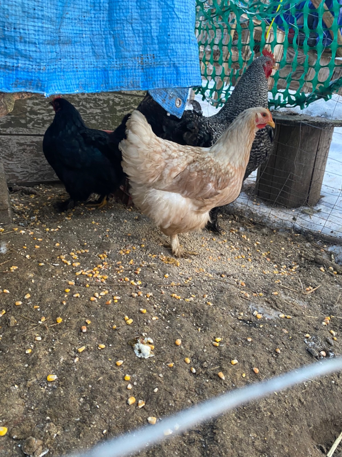 standard cochin hatching egg dozen + extras